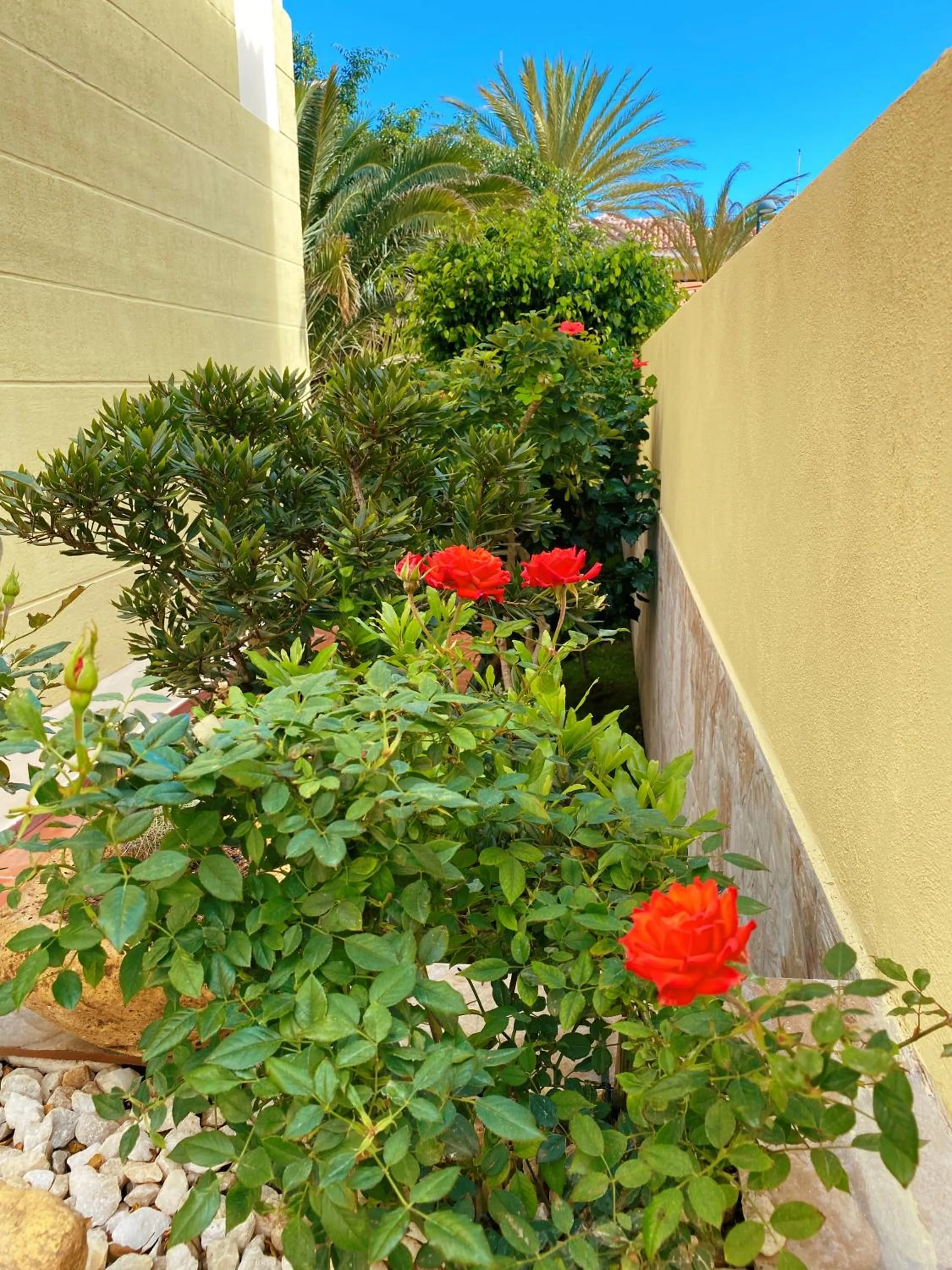 Garden in Villa 8 Islas