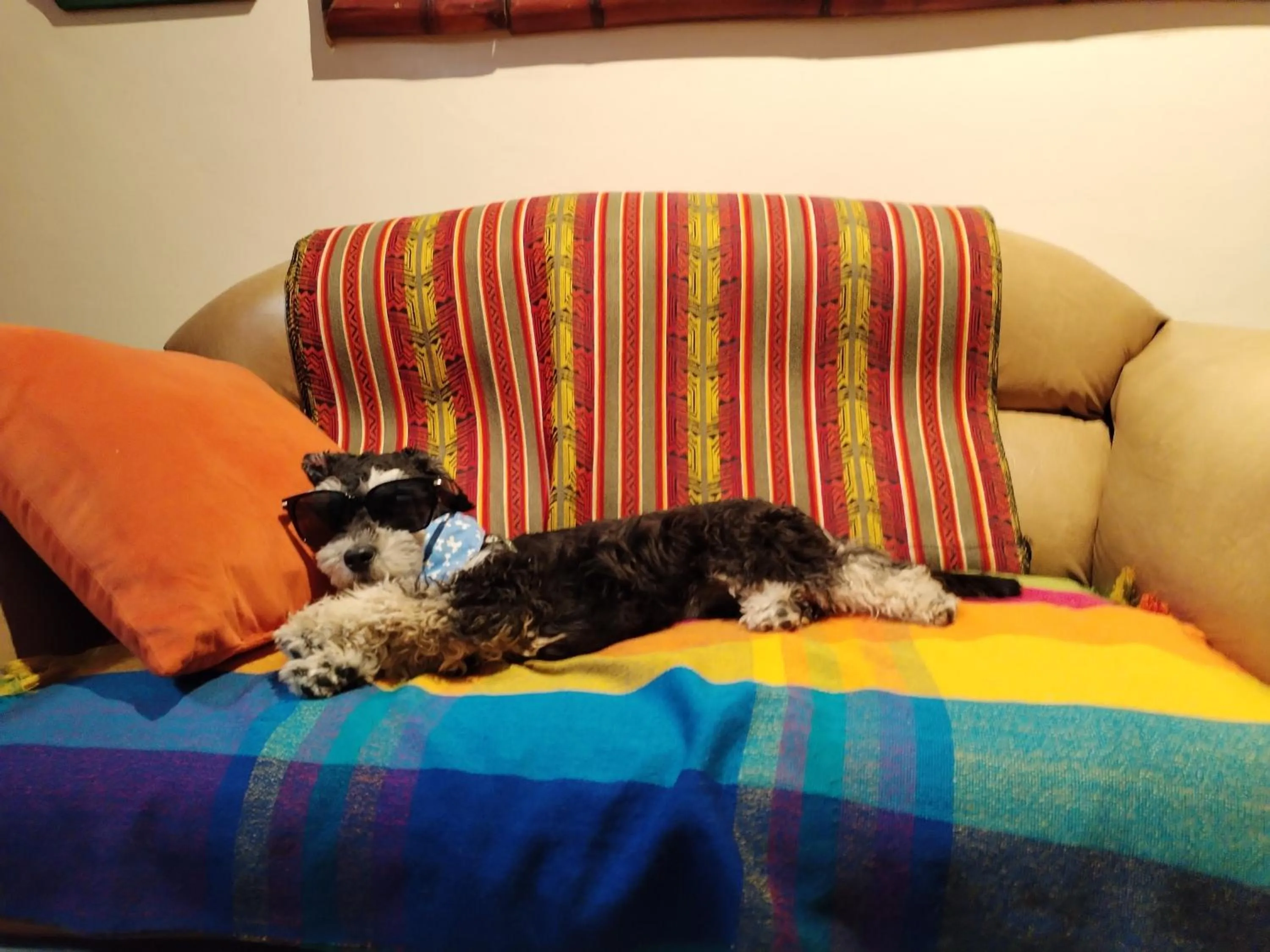 Pets in Flying Donkey