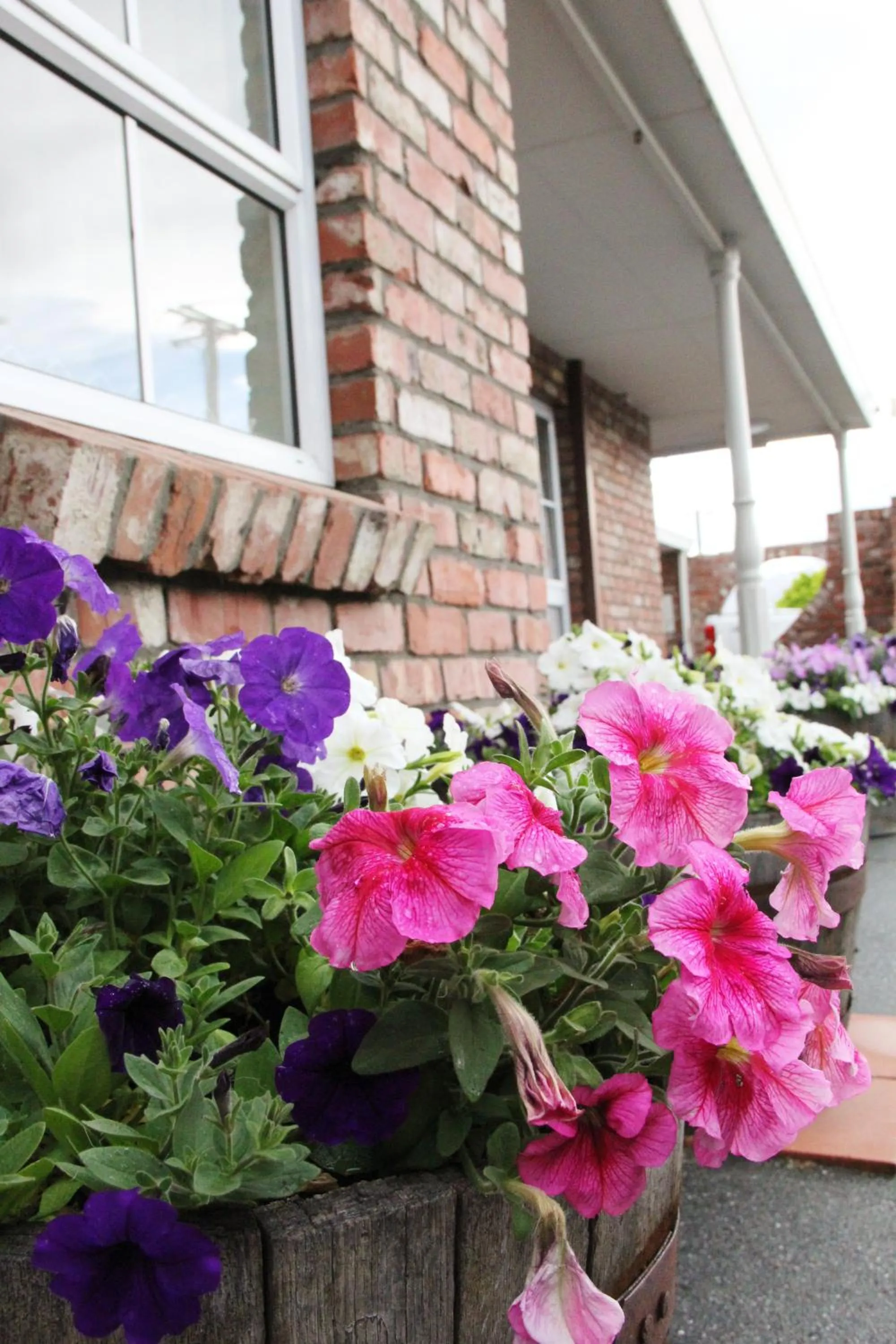 Garden in Alexandra Heights Motel