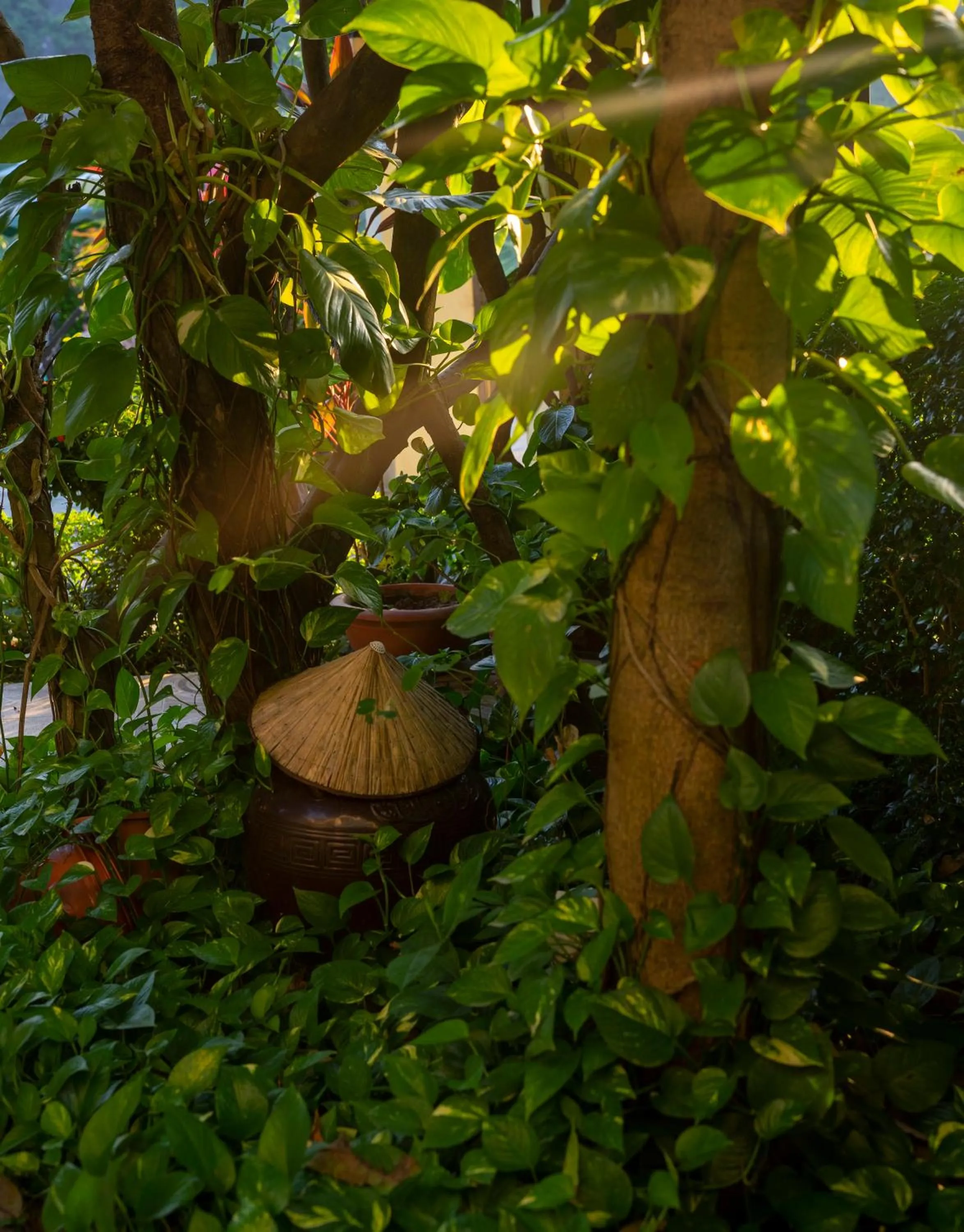 Spring in Tam Coc Minh Hung Homestay