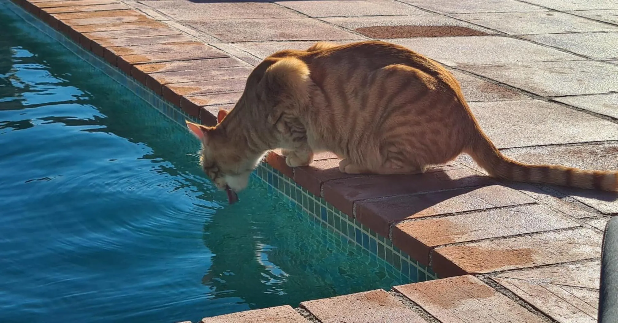 Animals in Cortijo La Haza