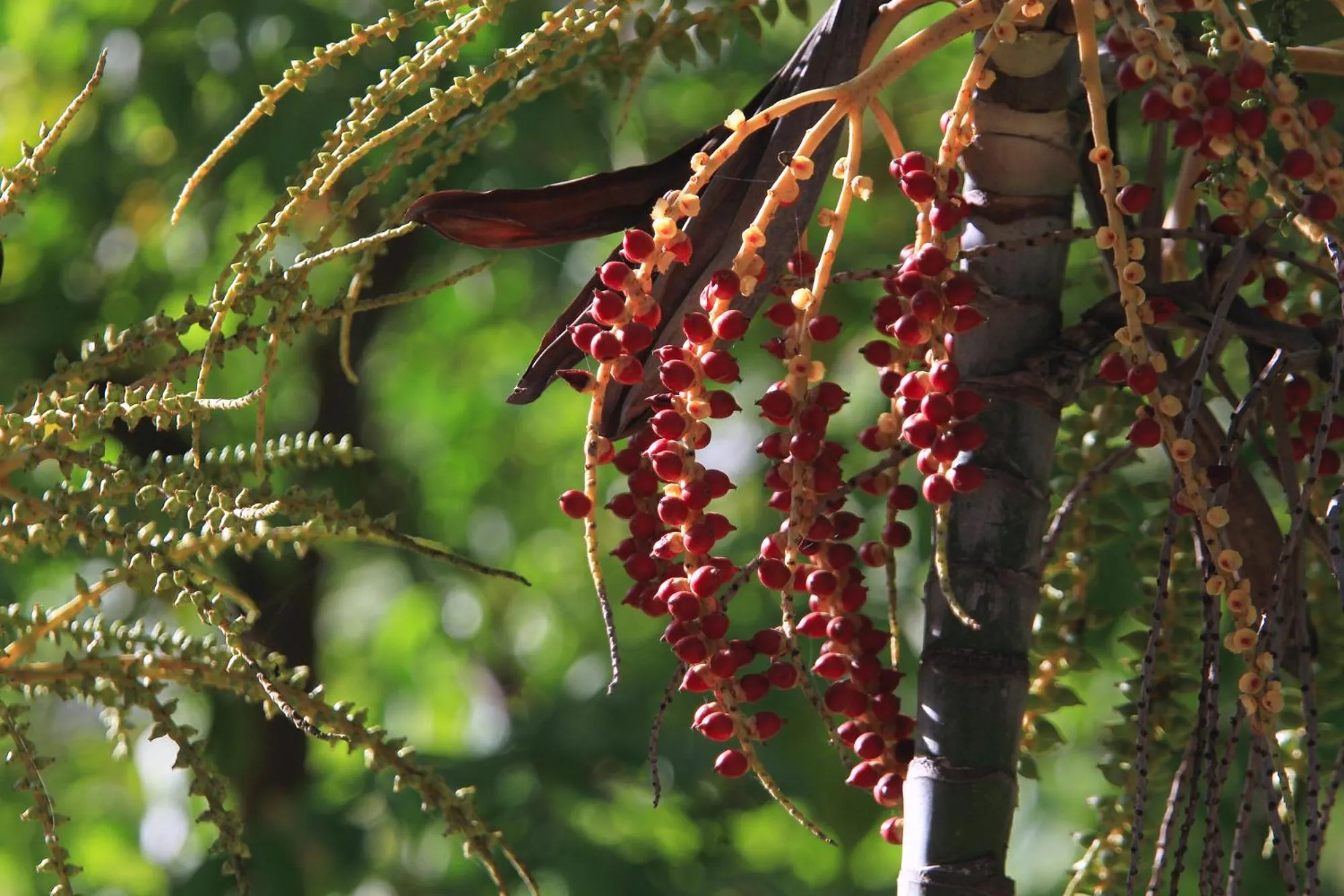 Puri Naga Beachfront Cottages