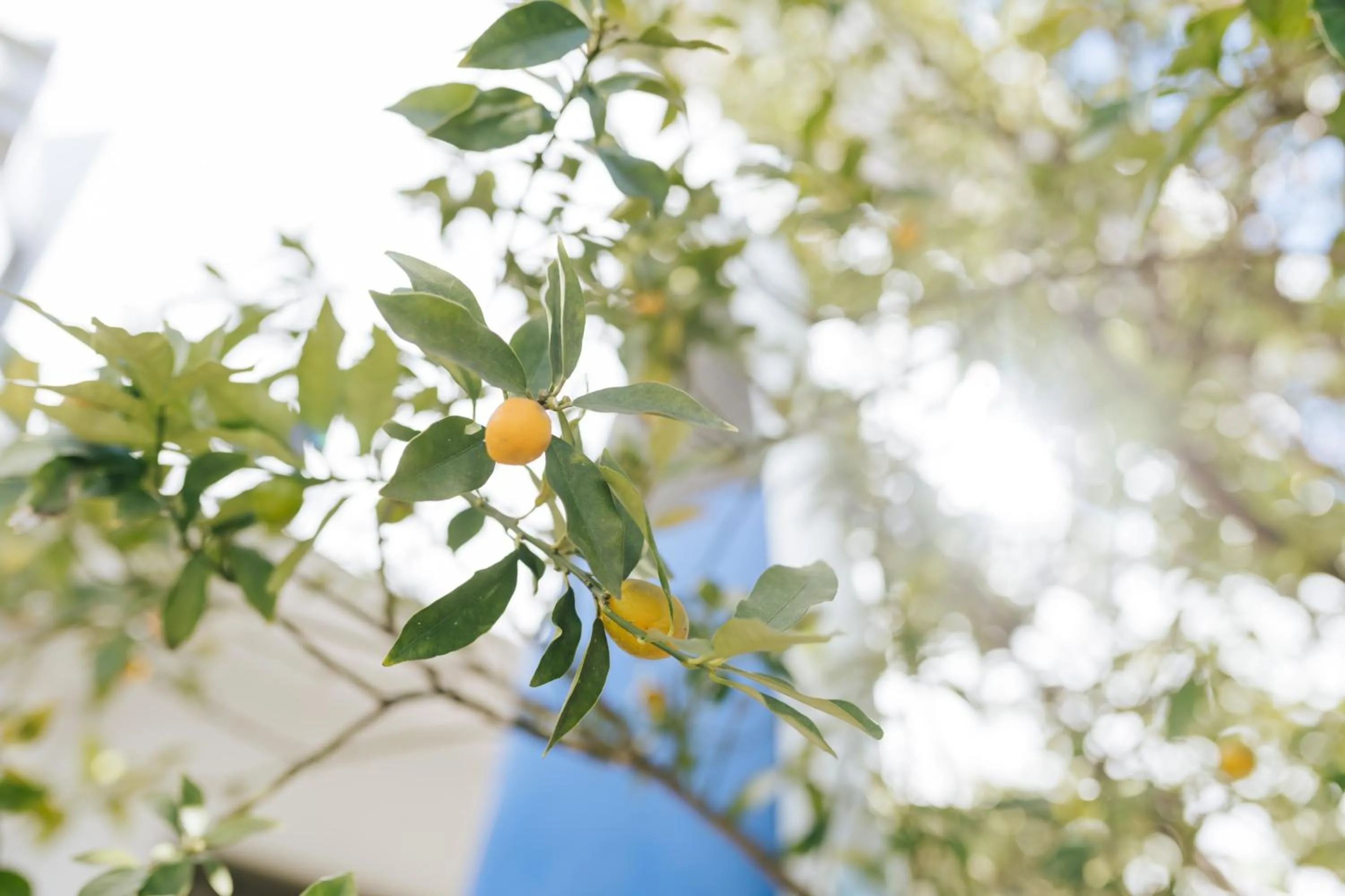 Natural landscape in Beach side House SHELL kamakurahase