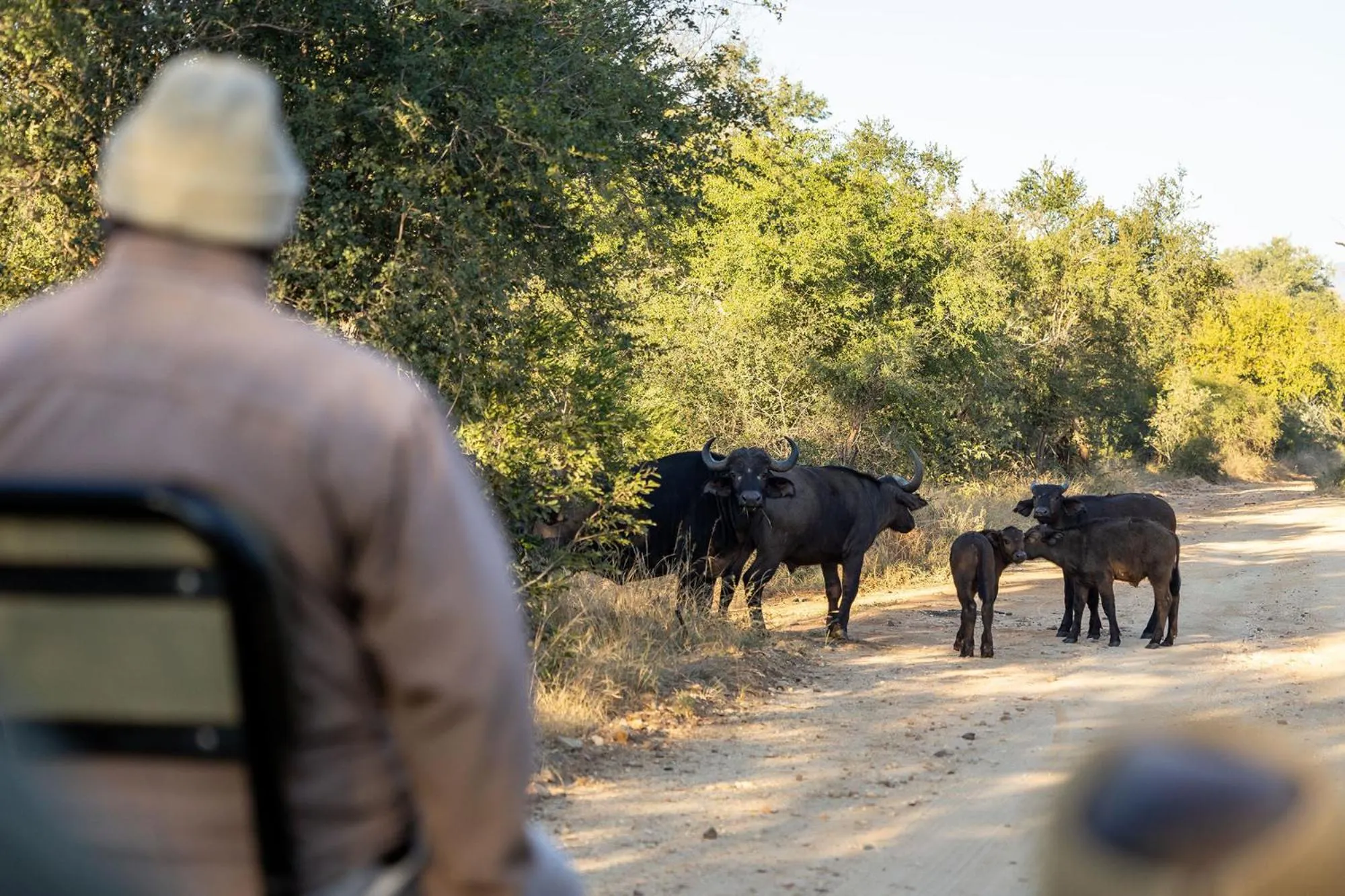 View (from property/room) in Karongwe - River Safari Lodge