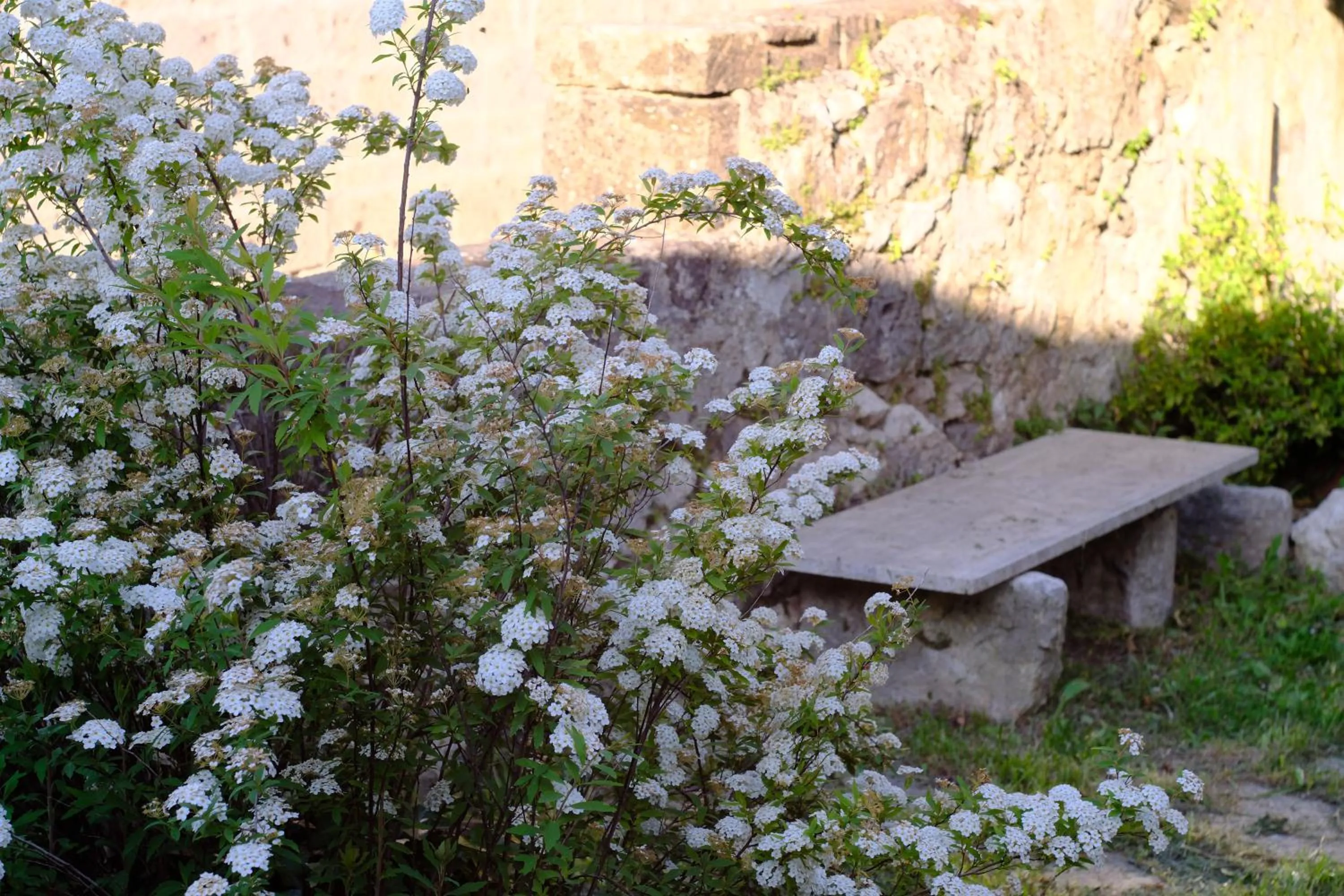 Garden in Conte Spencer