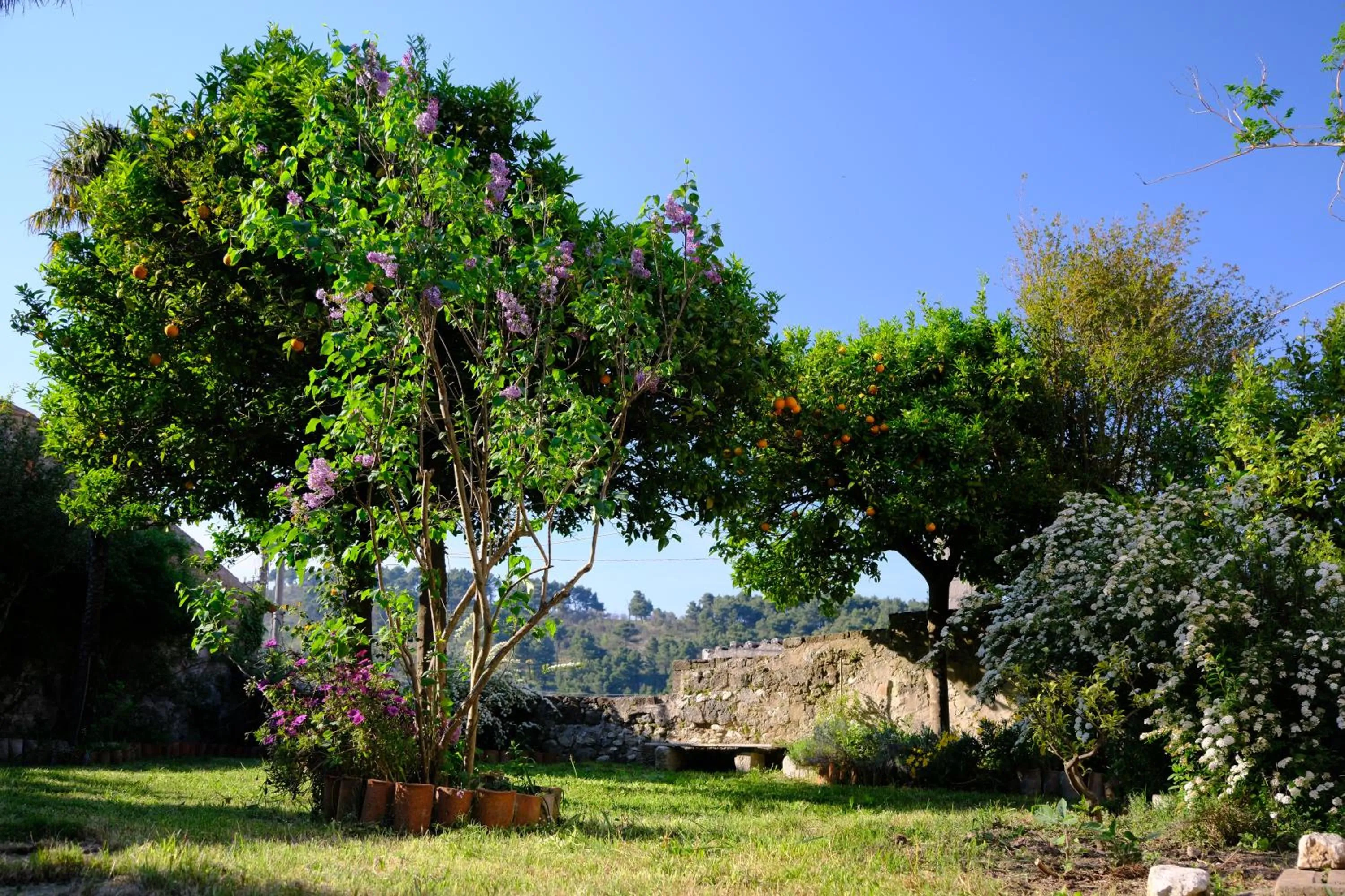 Garden in Conte Spencer