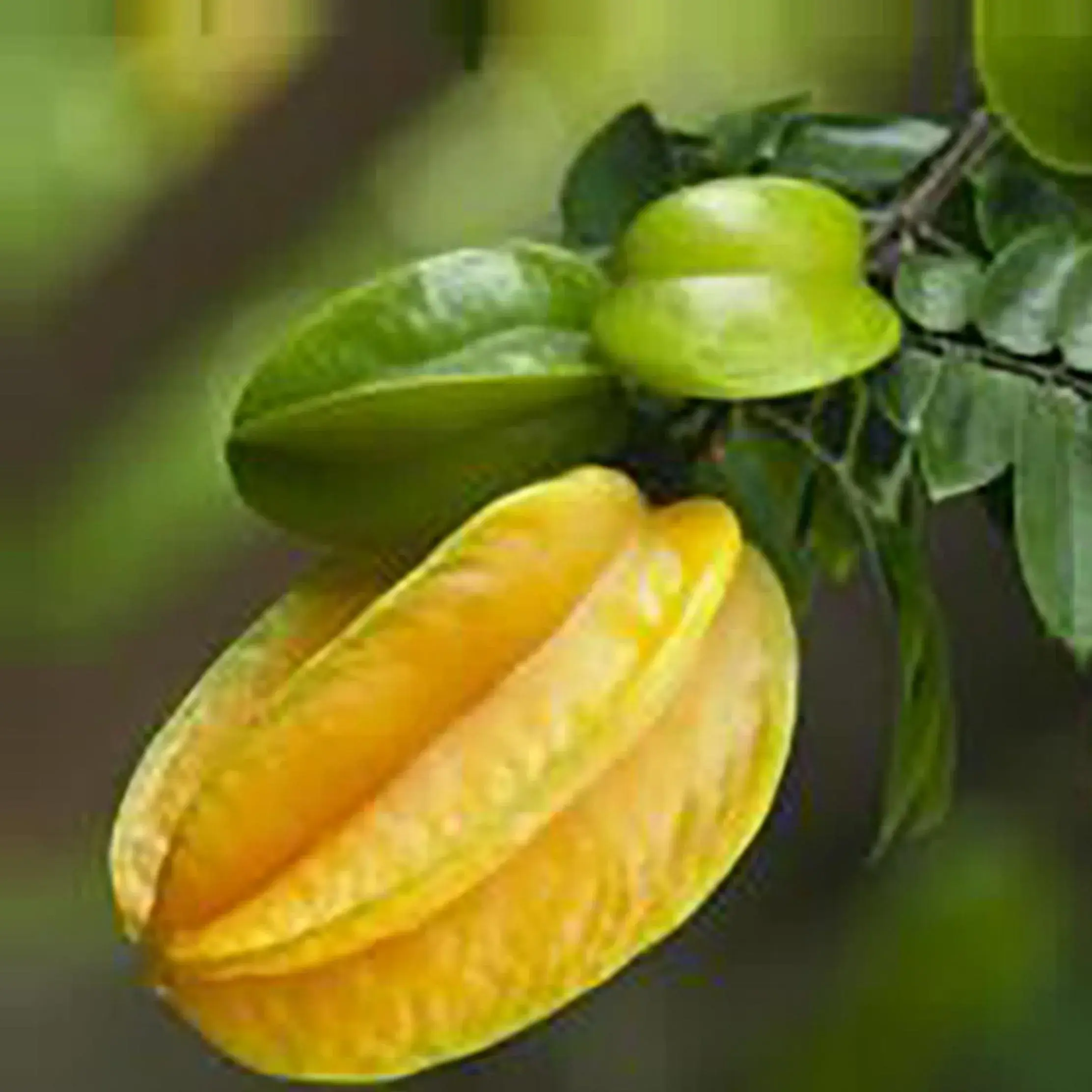 Swimming pool in Starfruit villa Hoi An Swimming pool in Starfruit villa Hoi An