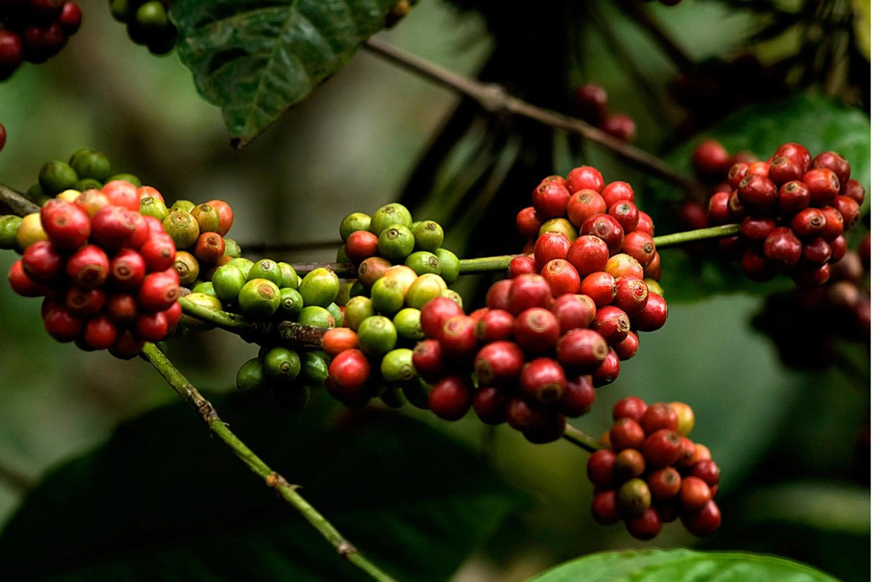 Other in Vythiri Resort