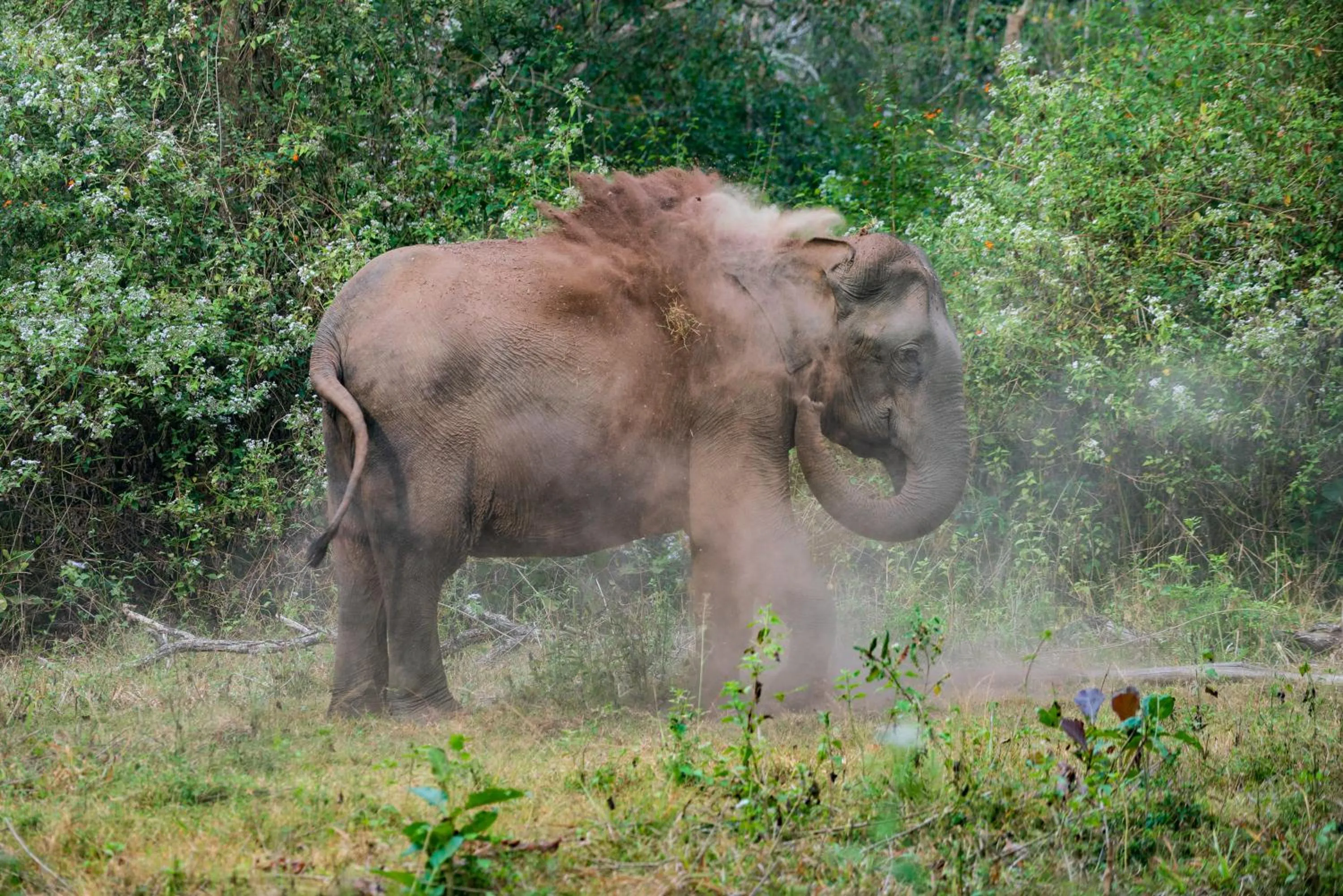 Activities in Kaav Safari Lodge, Kabini