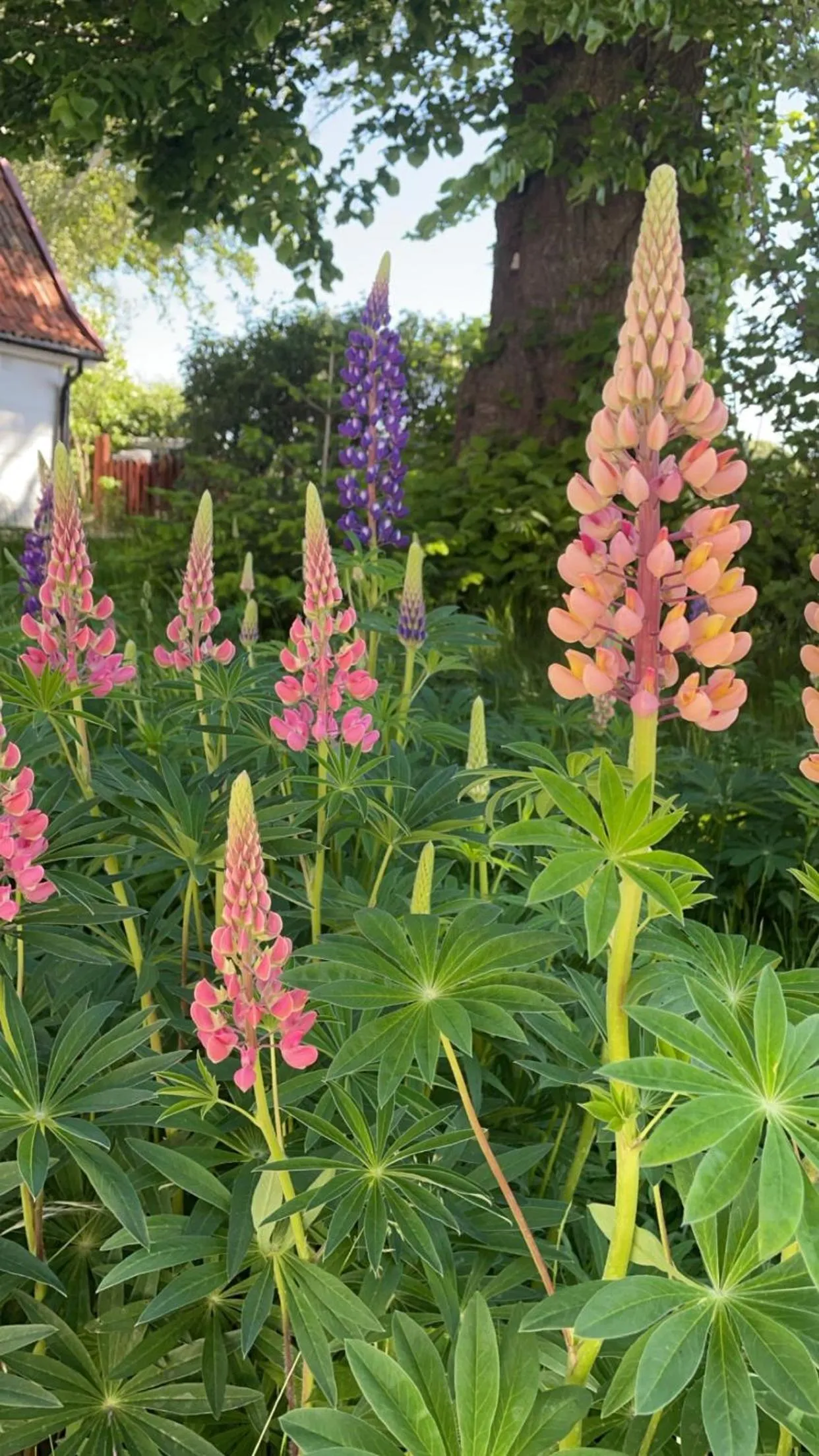 Summer in Trennegården B&B