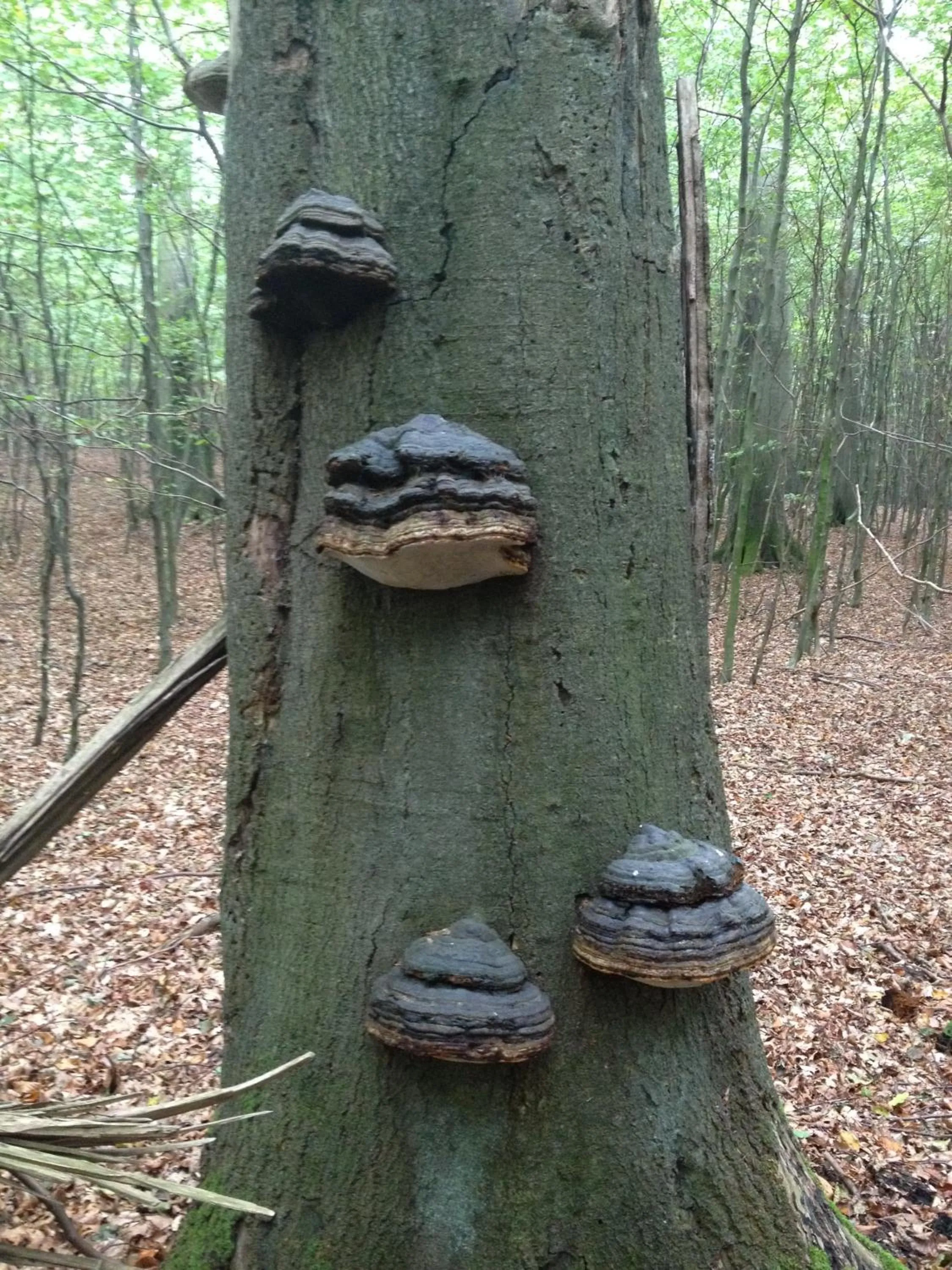 Area and facilities in Hotel Garni Meeresblick