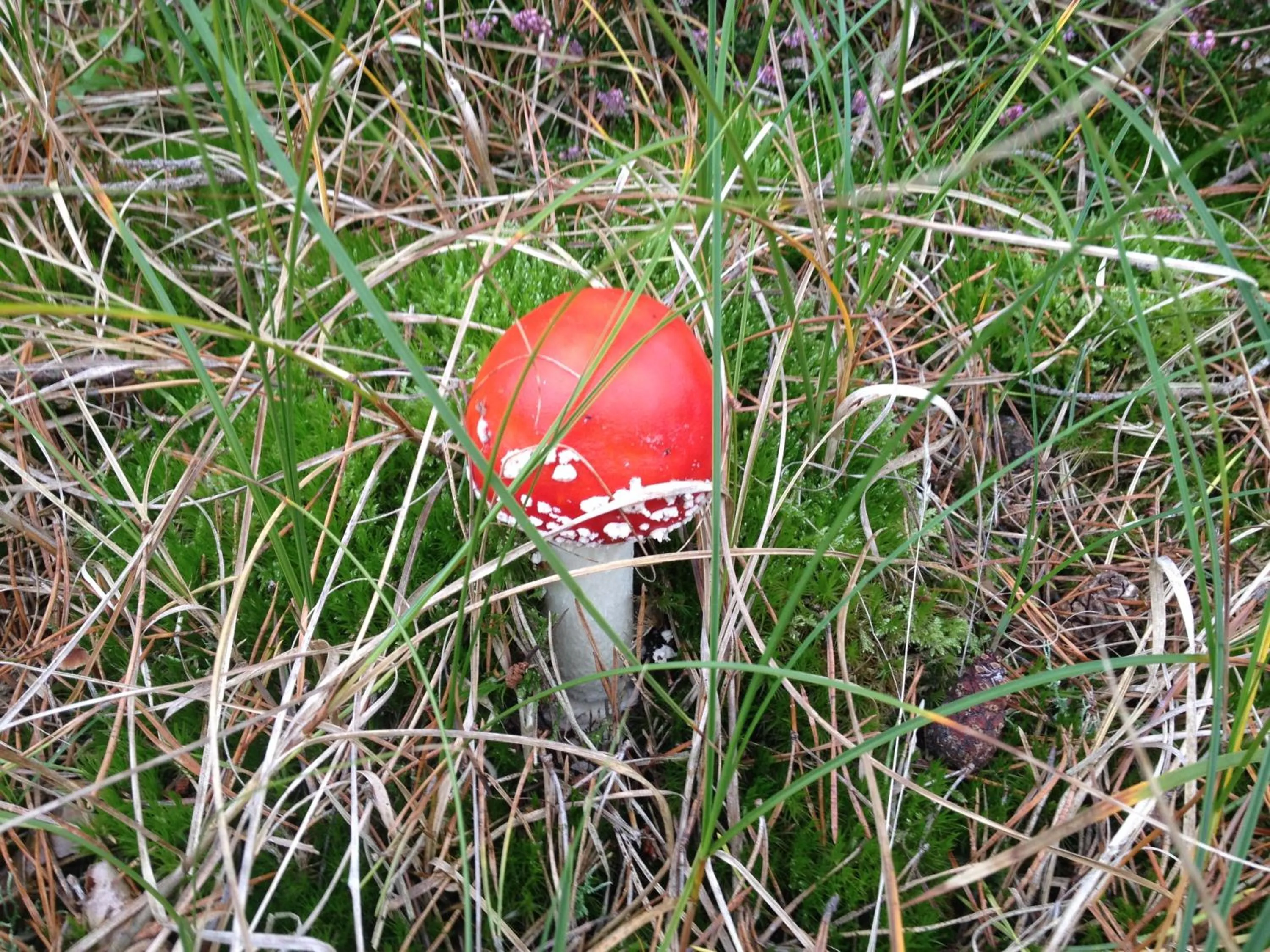 Area and facilities in Hotel Garni Meeresblick