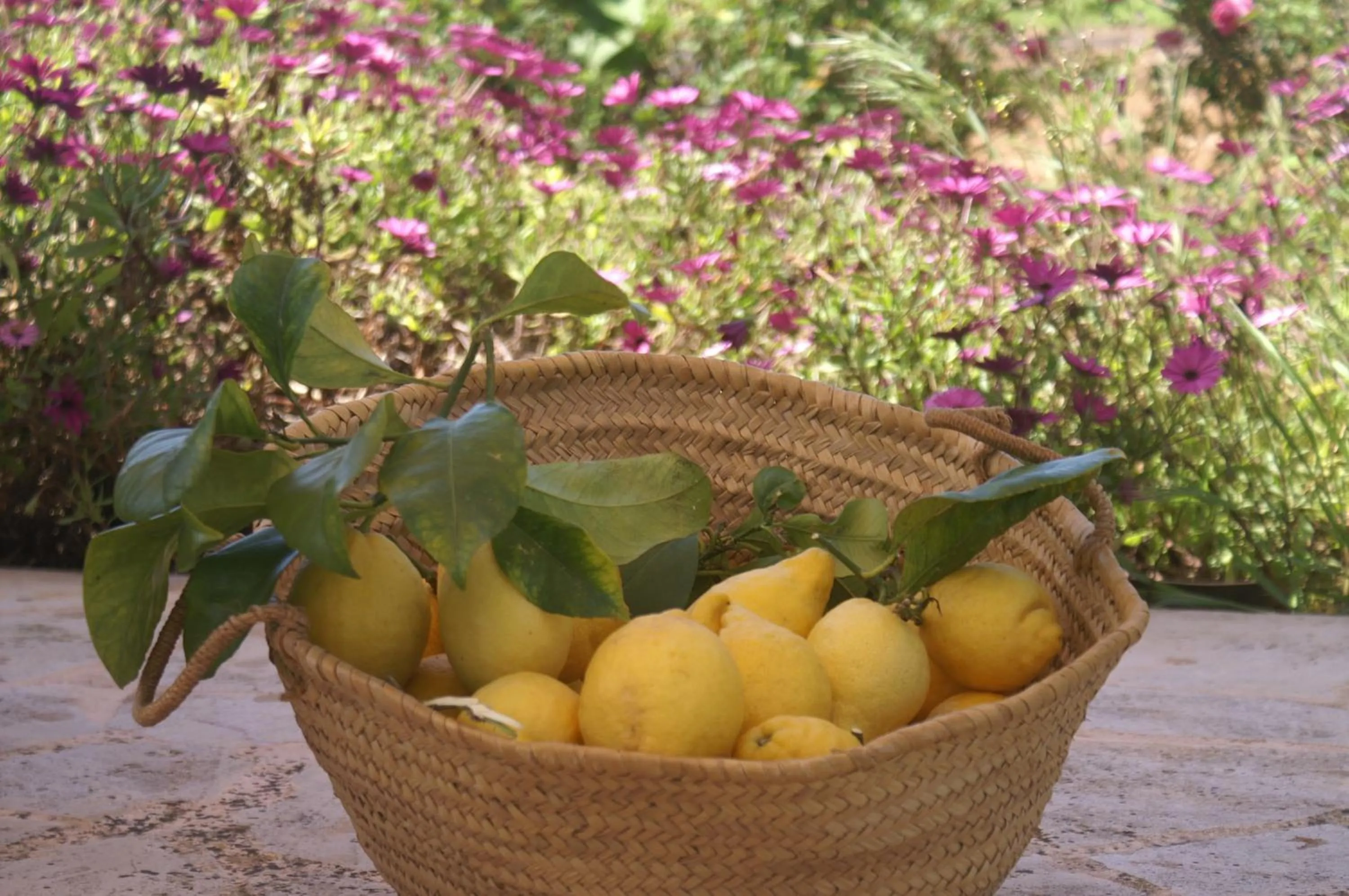 Garden in Agroturismo Es Pla De Llodrá