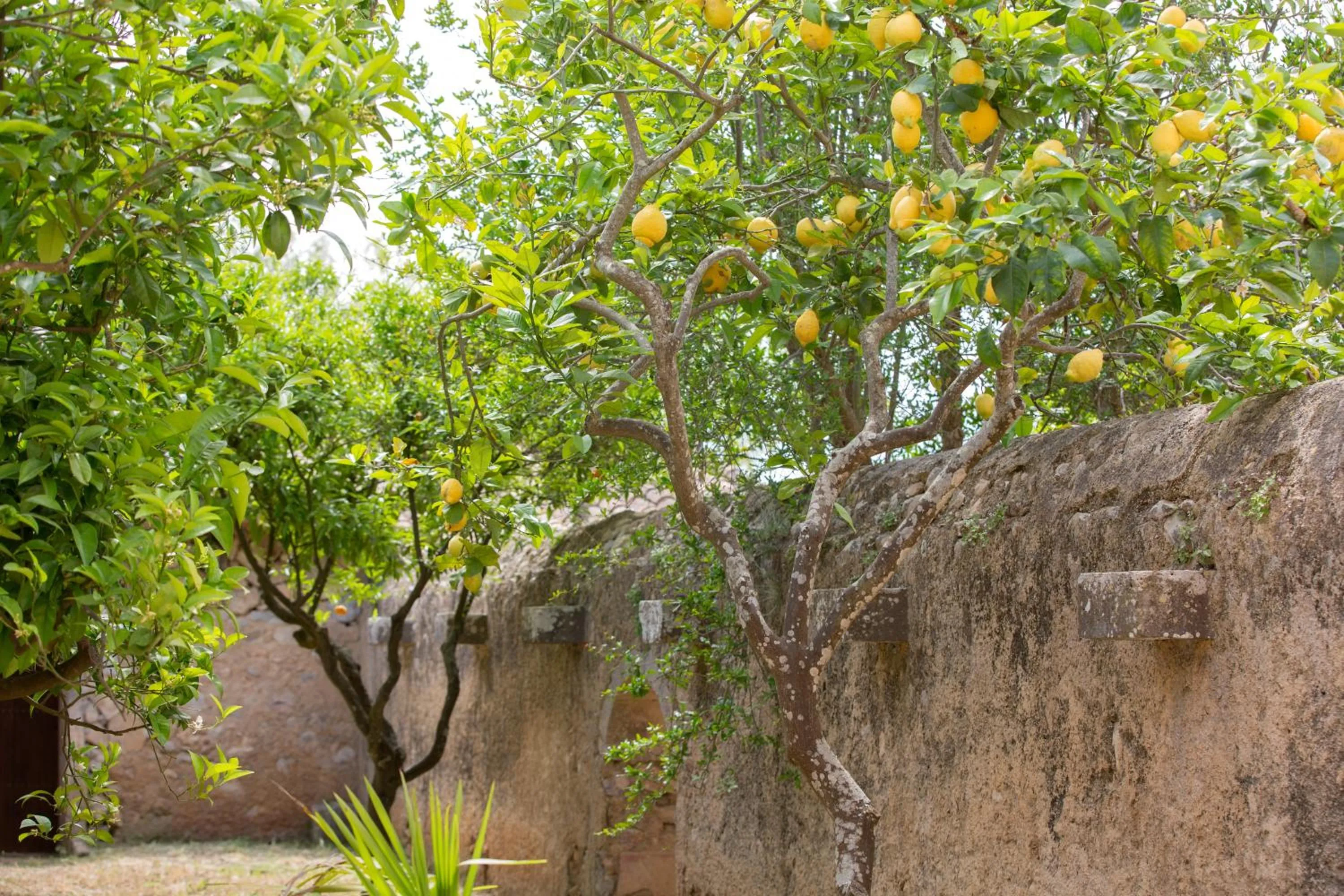 Garden in Agroturismo Es Pla De Llodrá