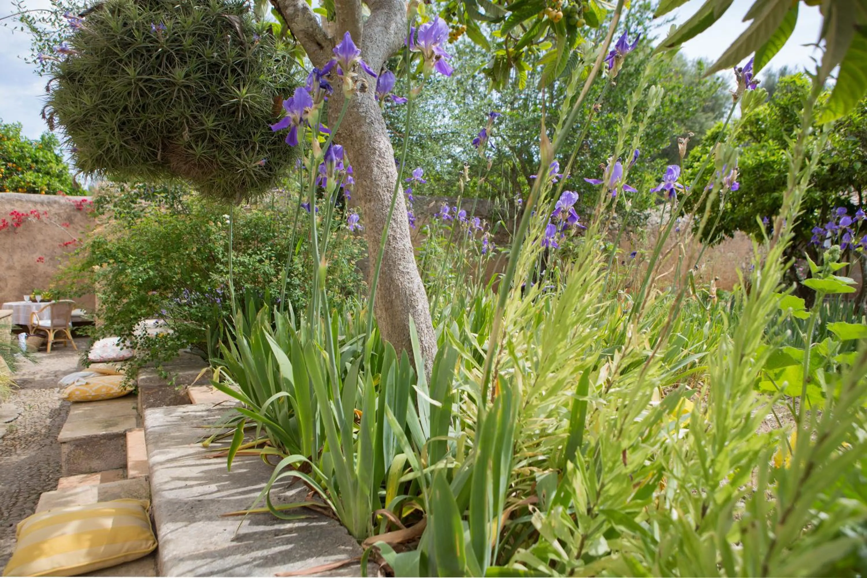 Garden in Agroturismo Es Pla De Llodrá
