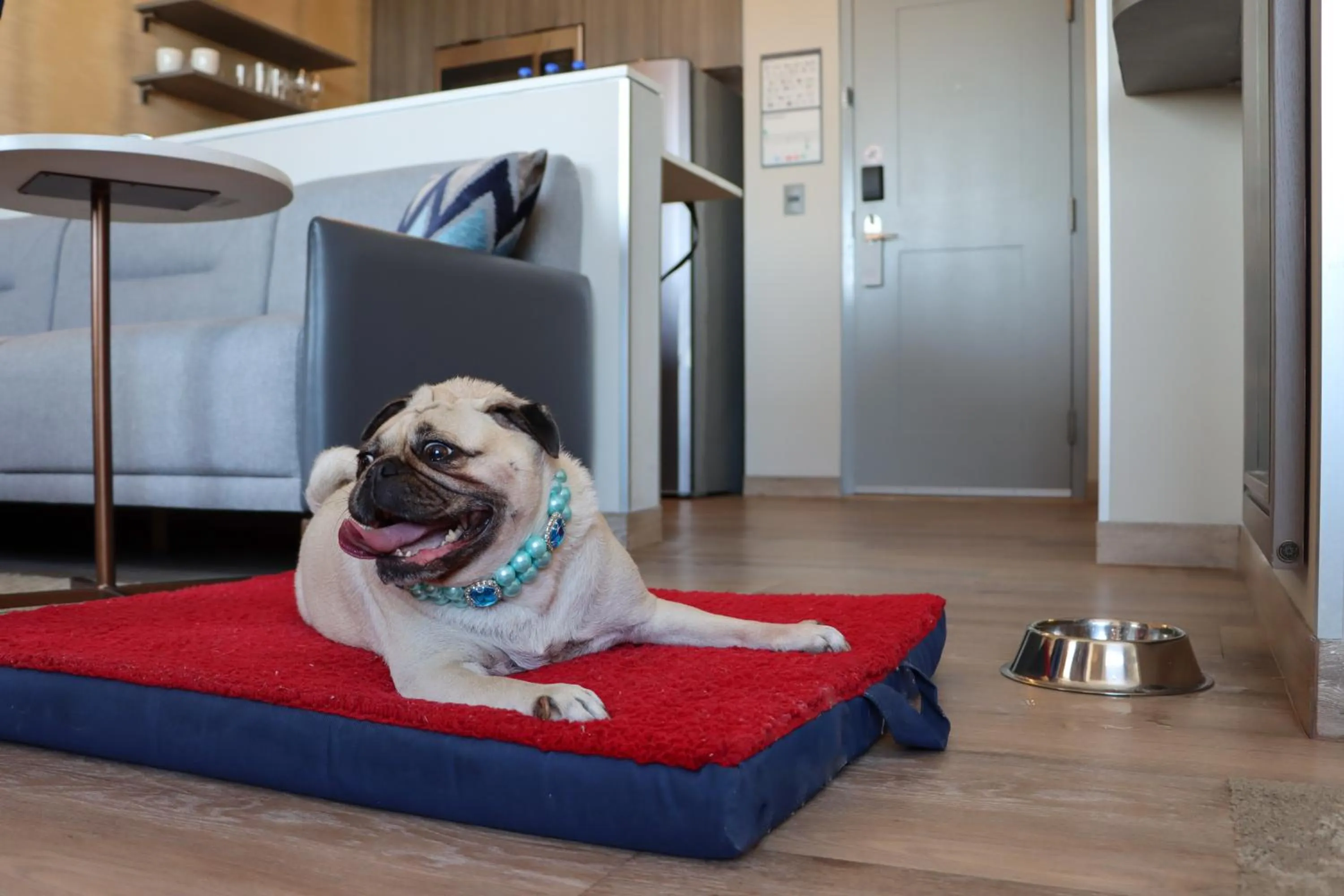 Pets in Residence Inn by Marriott Cancun Hotel Zone