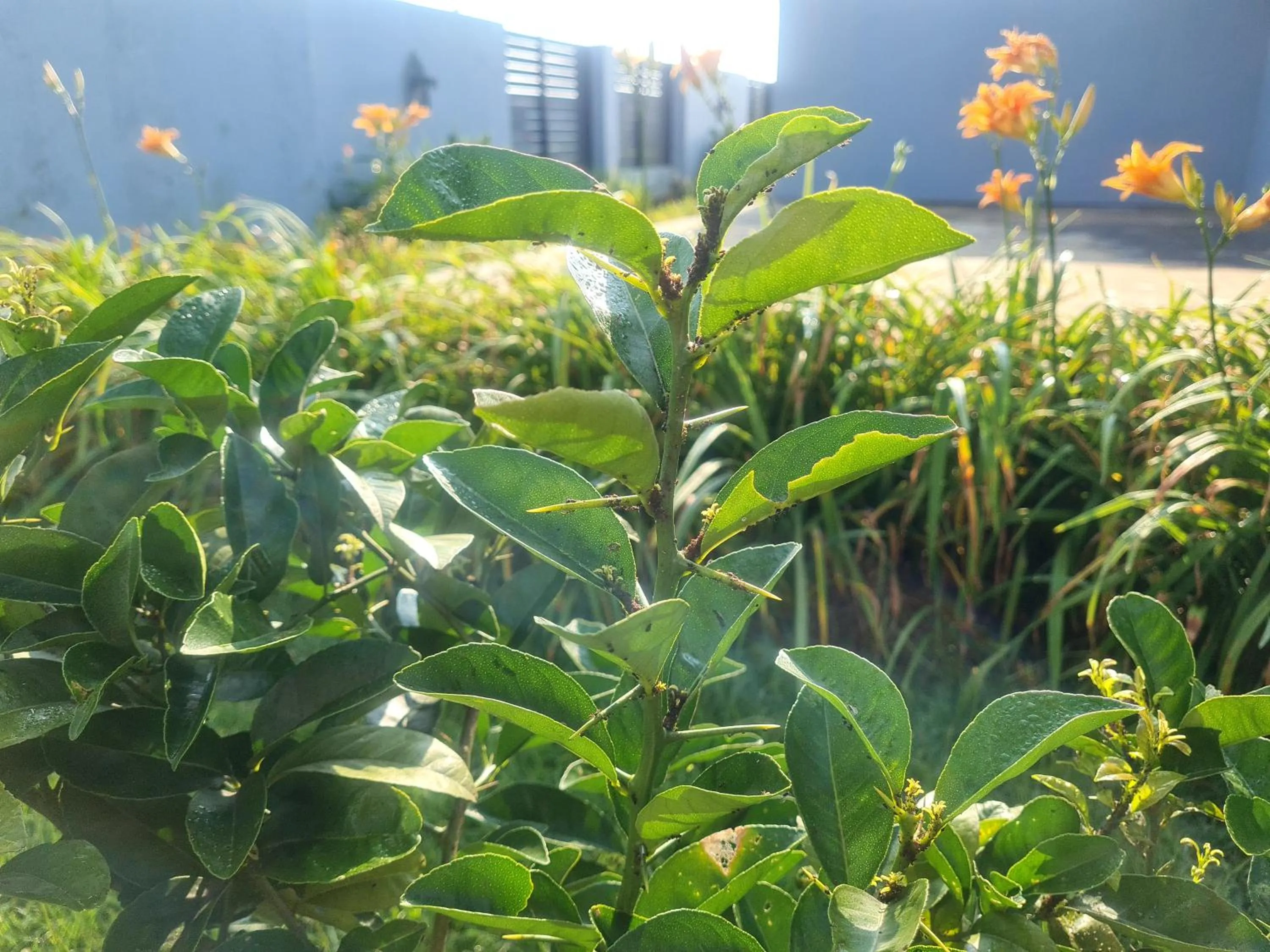 Garden in Mosswood Bed & Breakfast