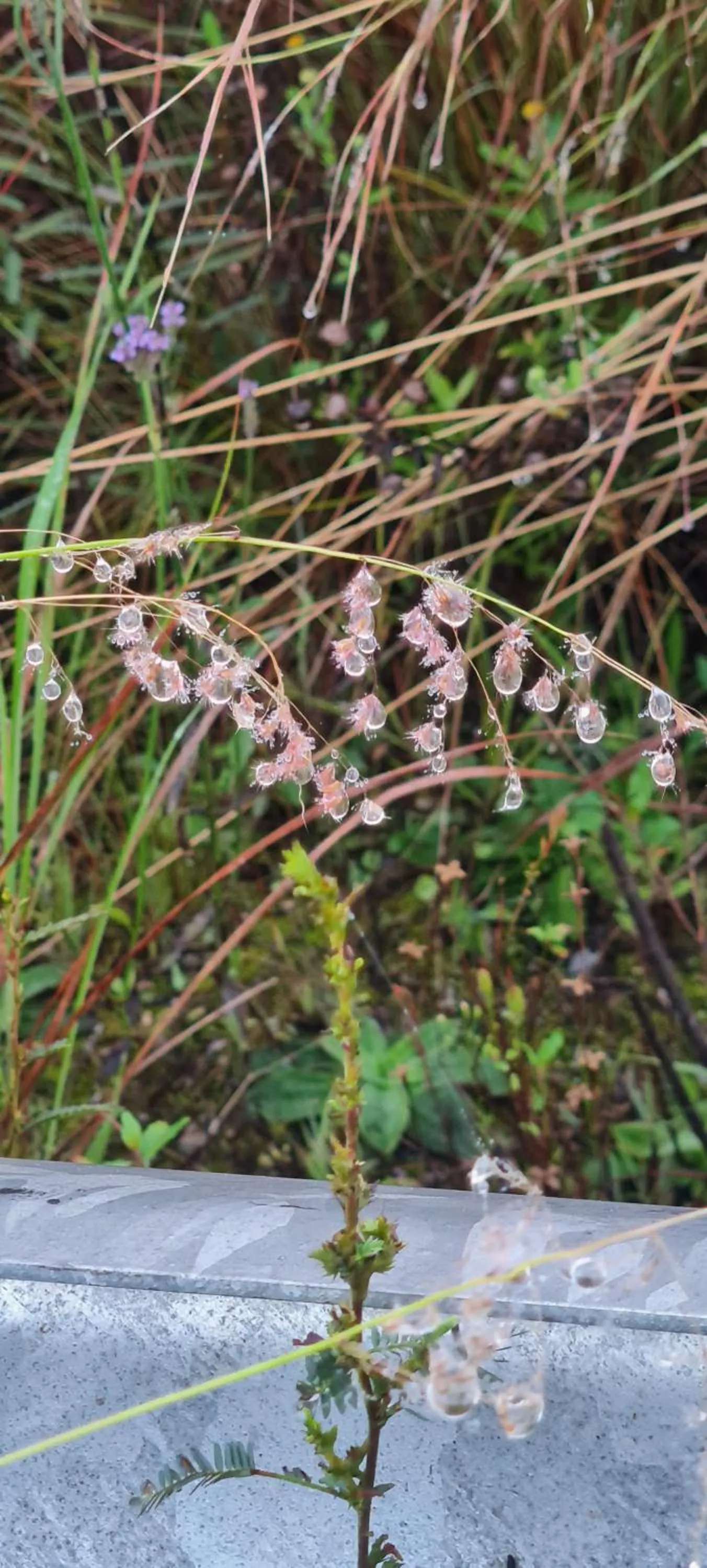 Off site in Mosswood Bed & Breakfast