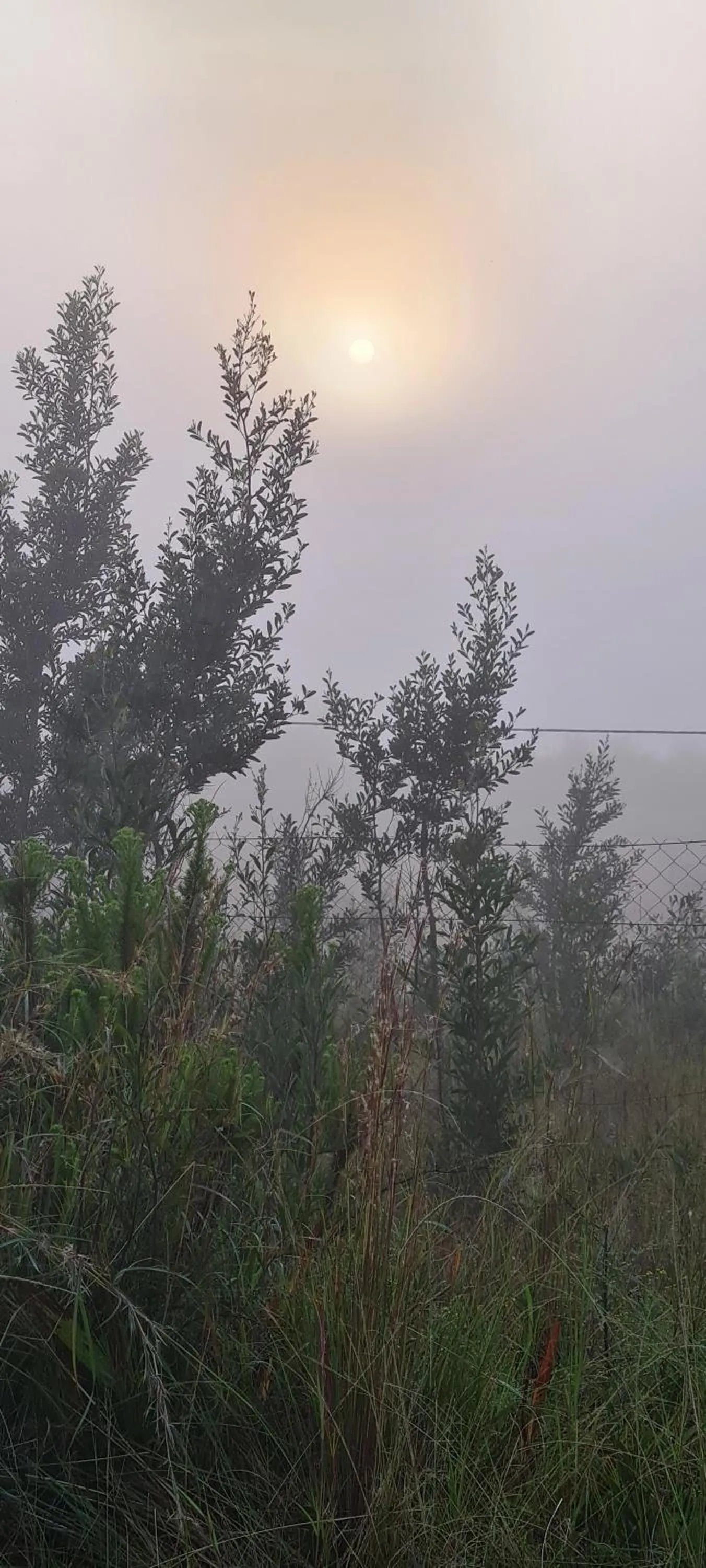 Natural landscape in Mosswood Bed & Breakfast