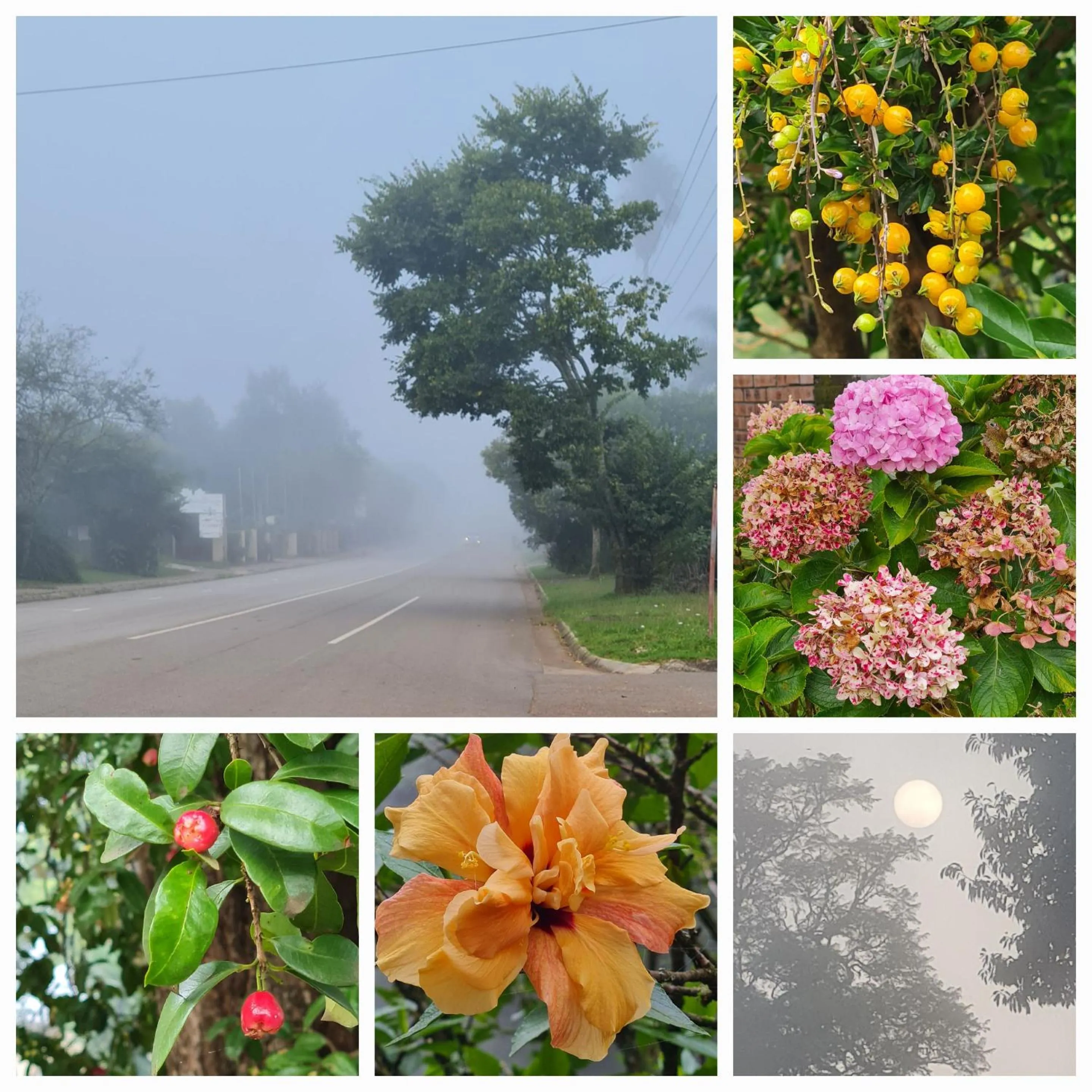 Summer in Mosswood Bed & Breakfast