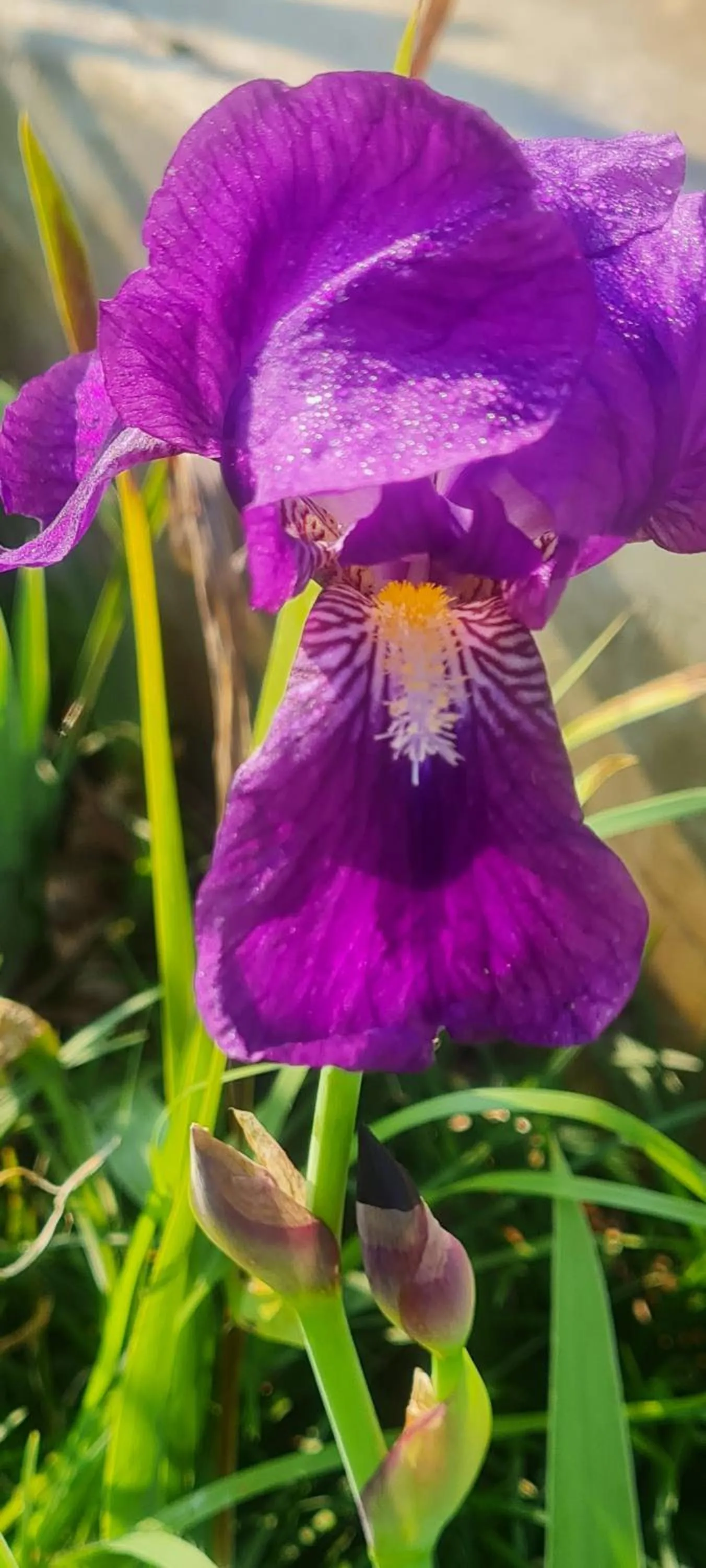 Garden view in Mosswood Bed & Breakfast