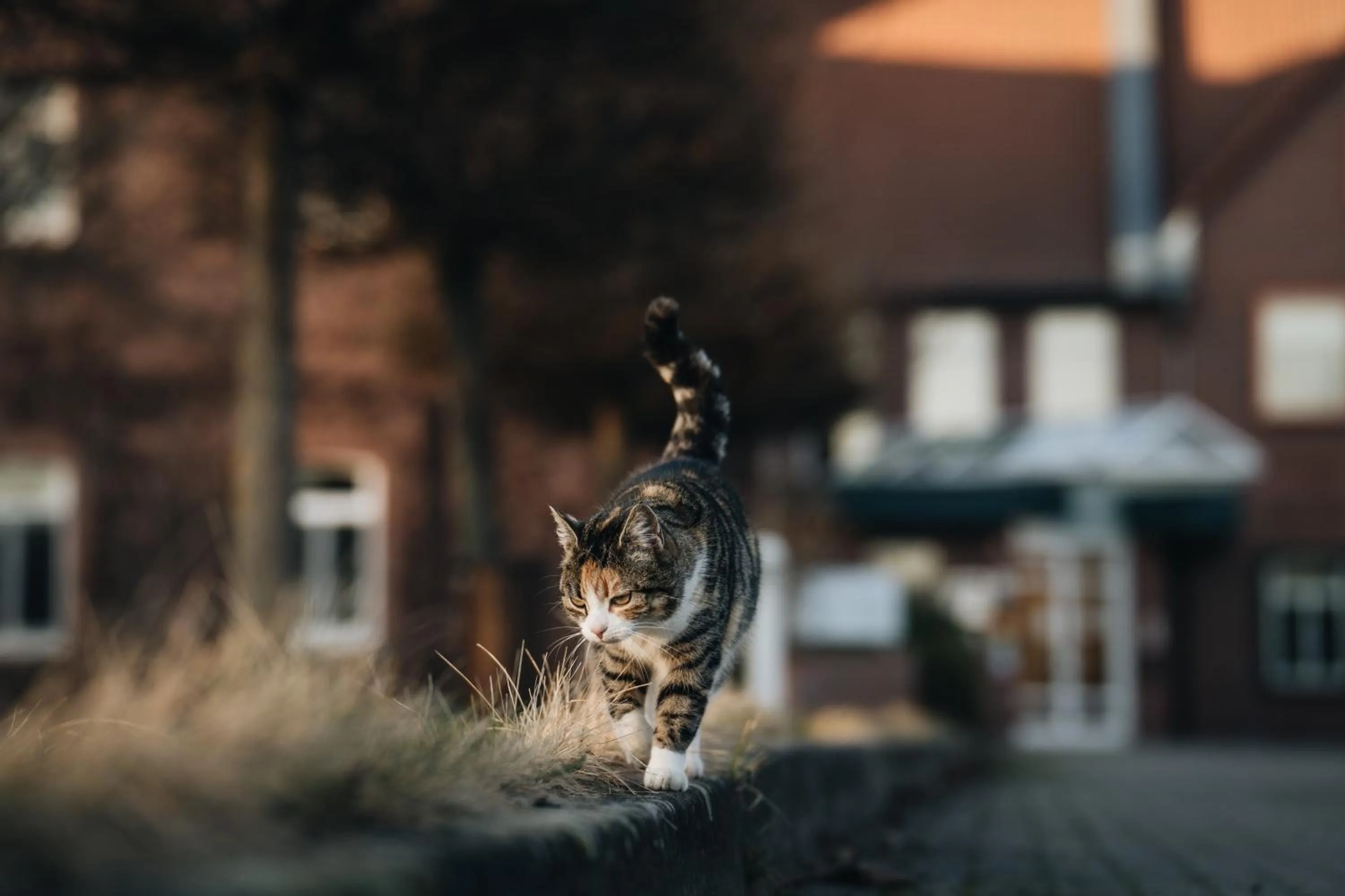 Pets in Waldhotel Eiche