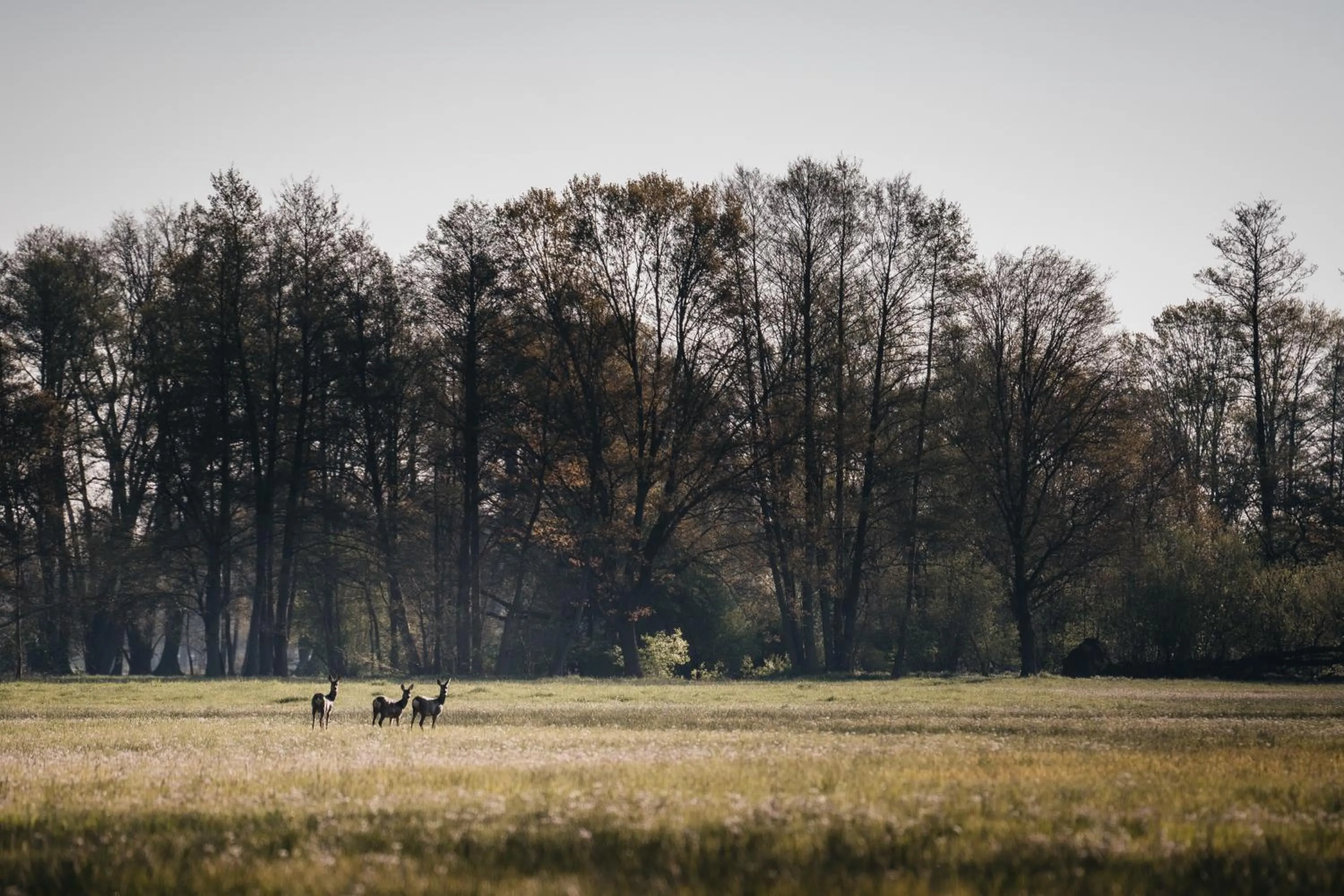 Staff in Waldhotel Eiche