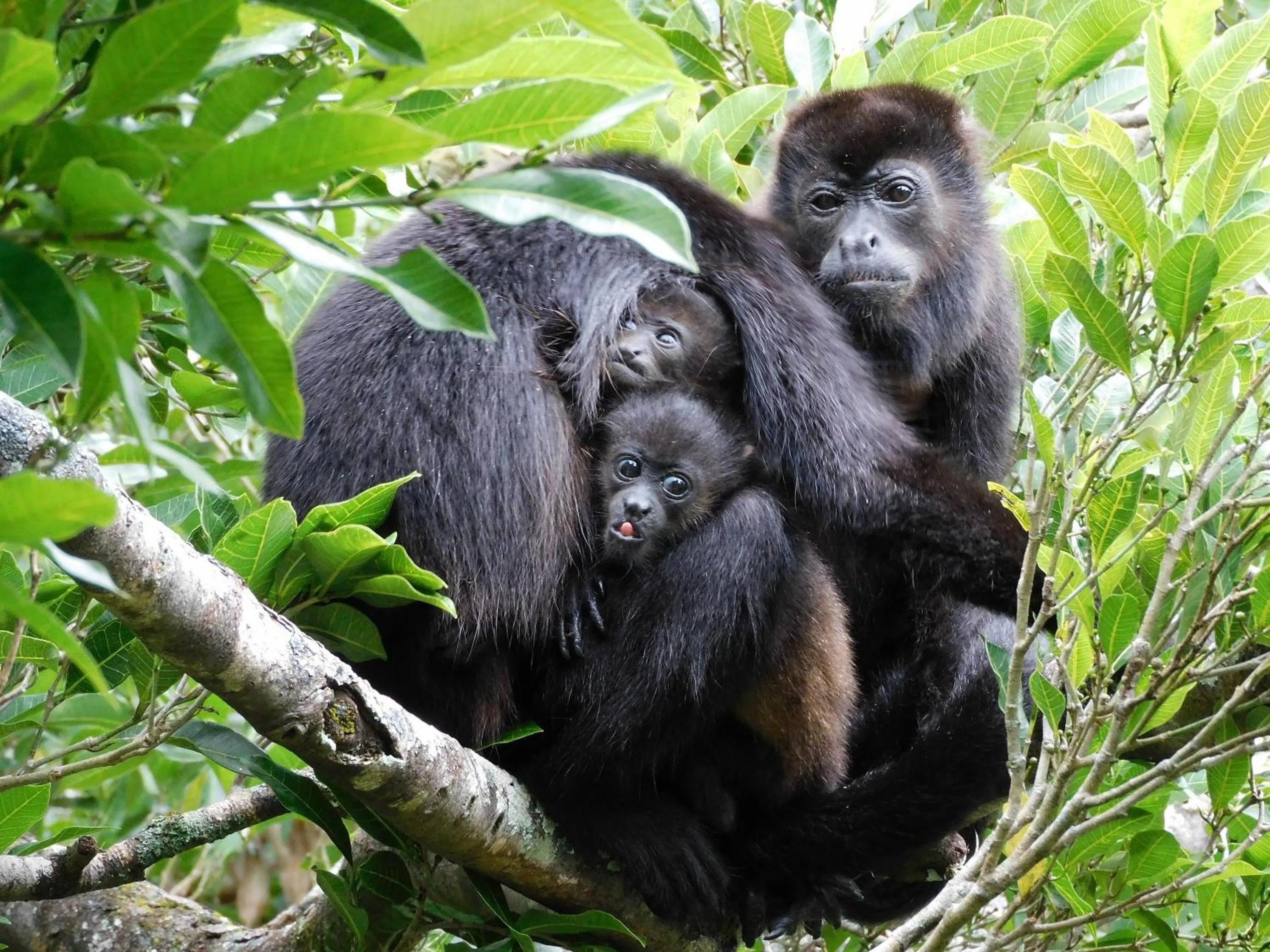 Natural landscape in Rio Perdido Hotel & Thermal River