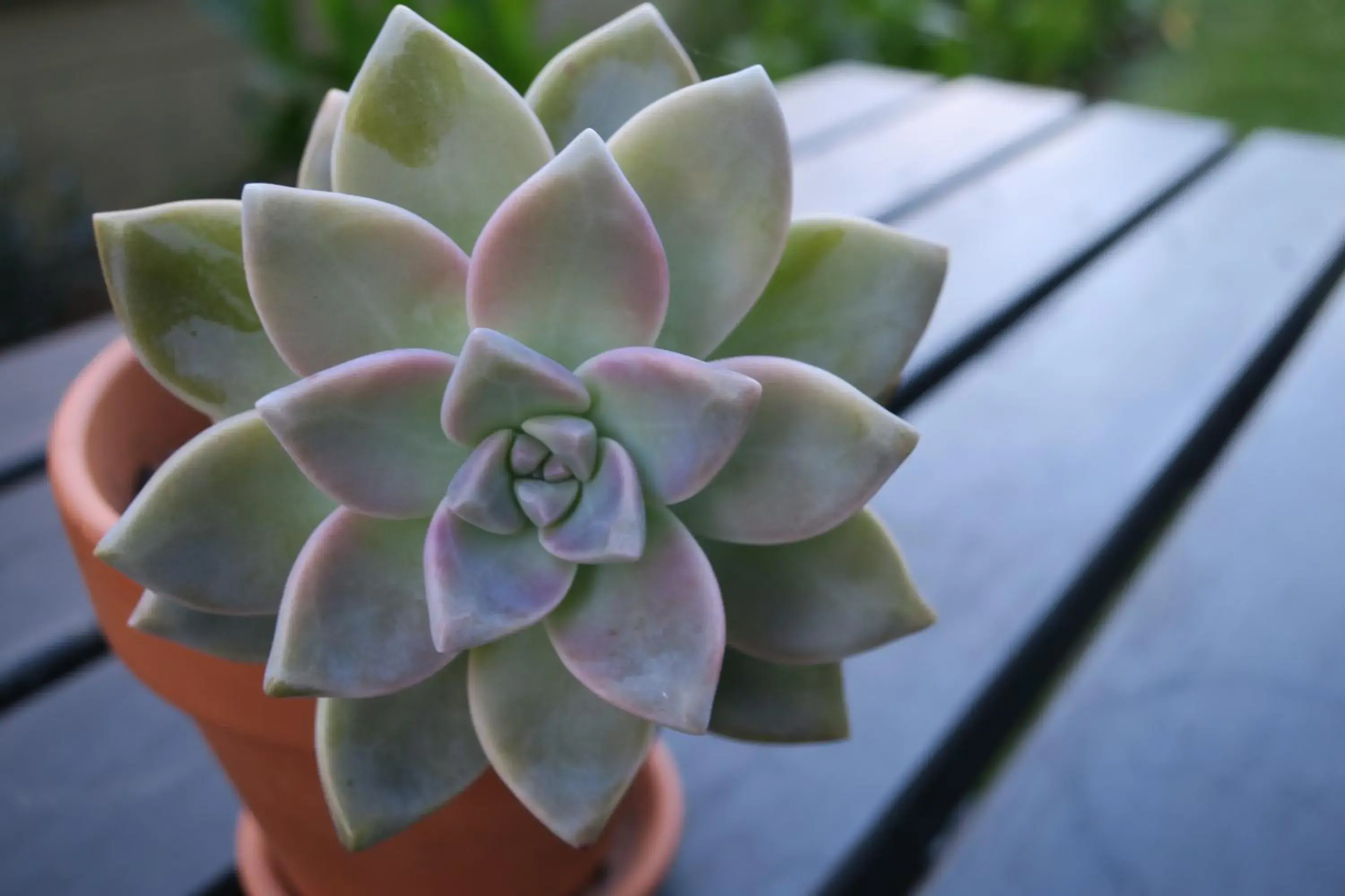 Garden view in Roselands Motel Garden view in Roselands Motel