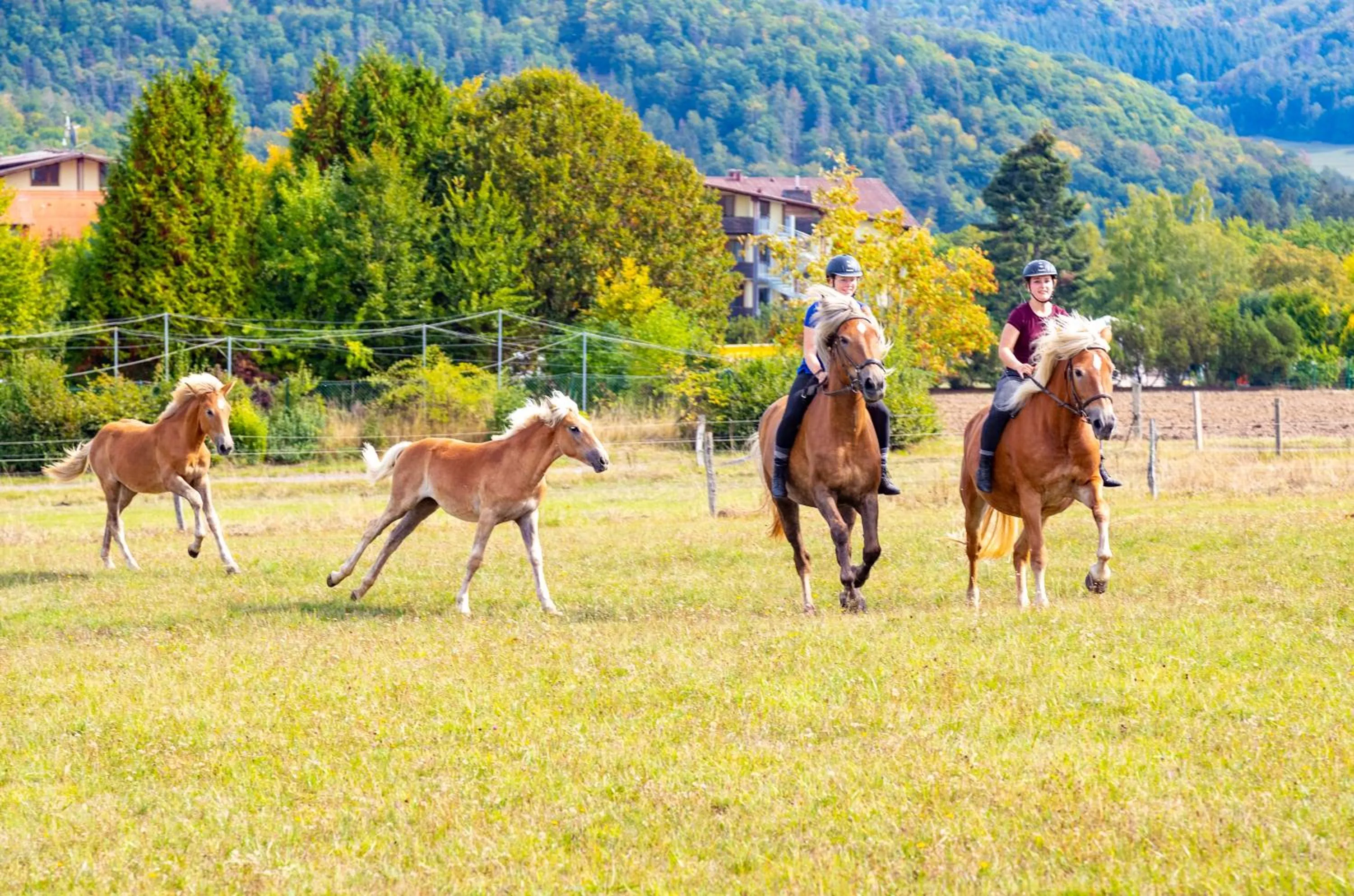 Horse-riding in Hotel Freund - Privathotels Dr Lohbeck