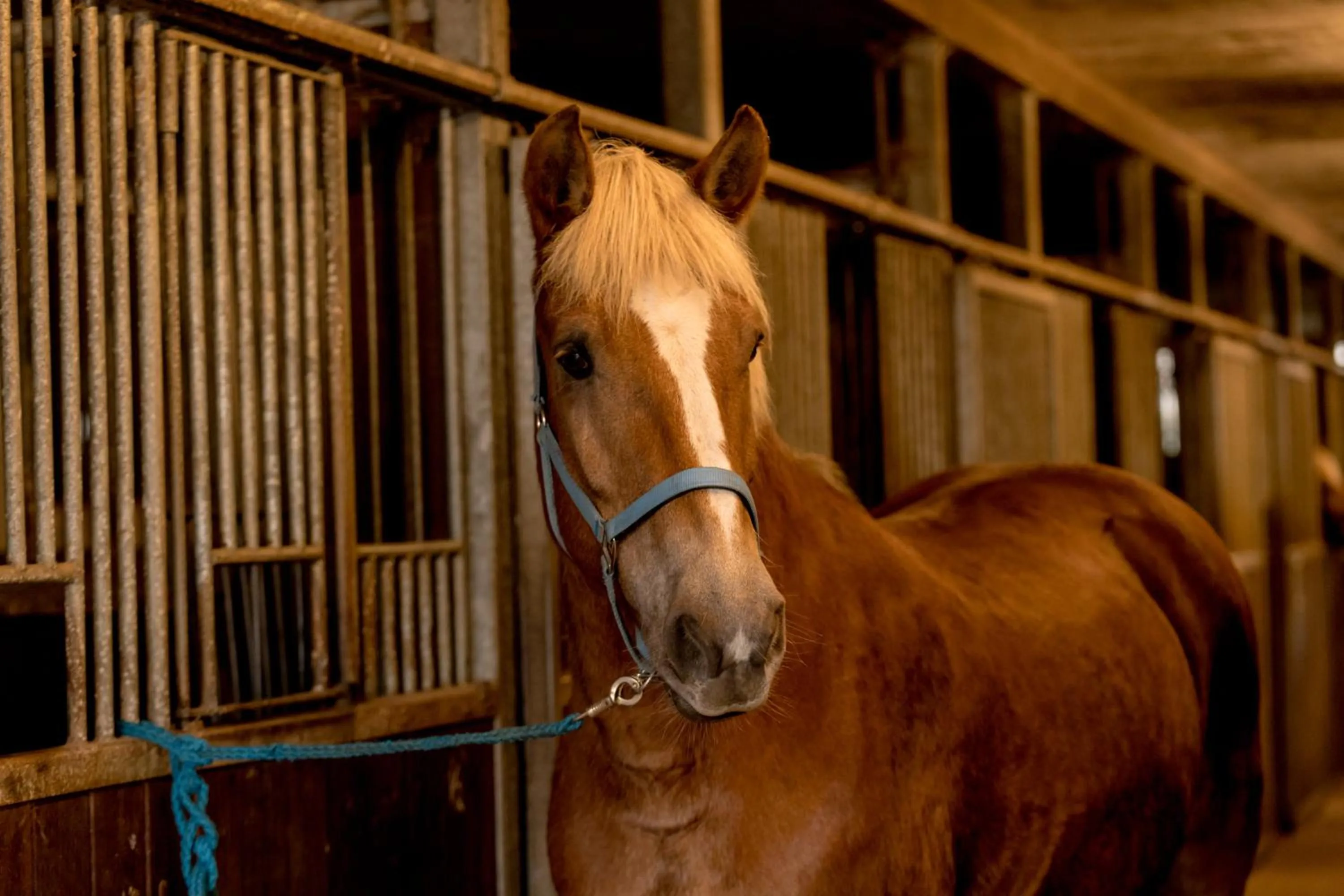 Horse-riding in Hotel Freund - Privathotels Dr Lohbeck