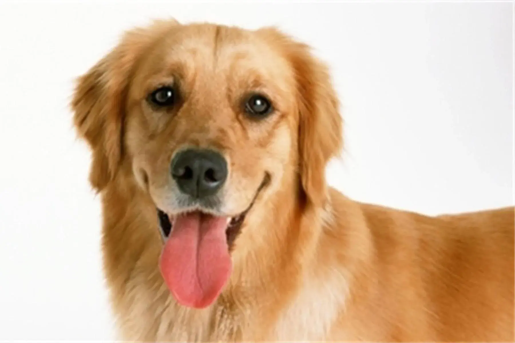 Pet Friendly King Room - single occupancy - Non-Smoking in Bakken Airport XWA Hotel & Studios Pet Friendly King Room - single occupancy - Non-Smoking in Bakken Airport XWA Hotel & Studios