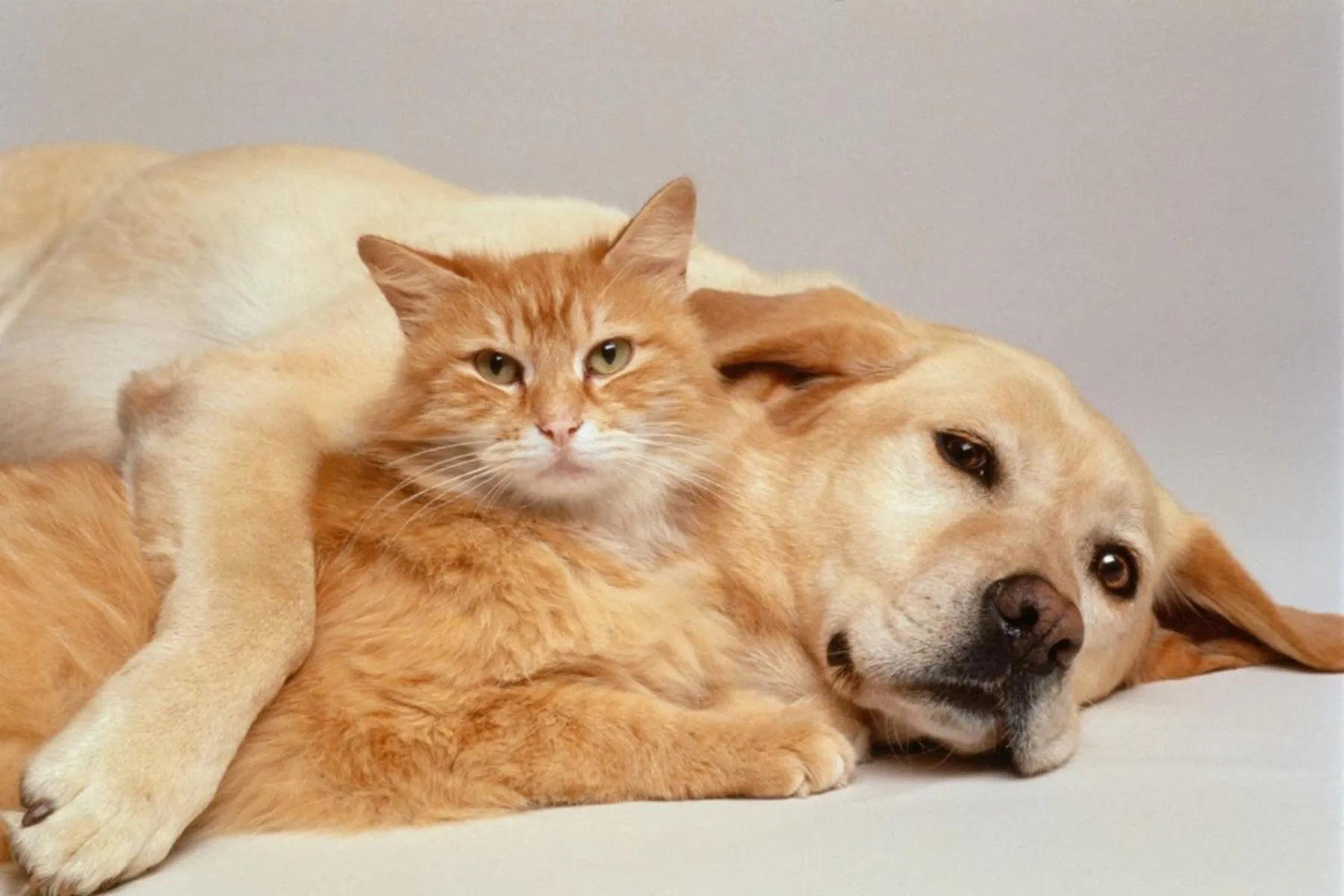 Pets in Bakken Airport XWA Hotel & Studios