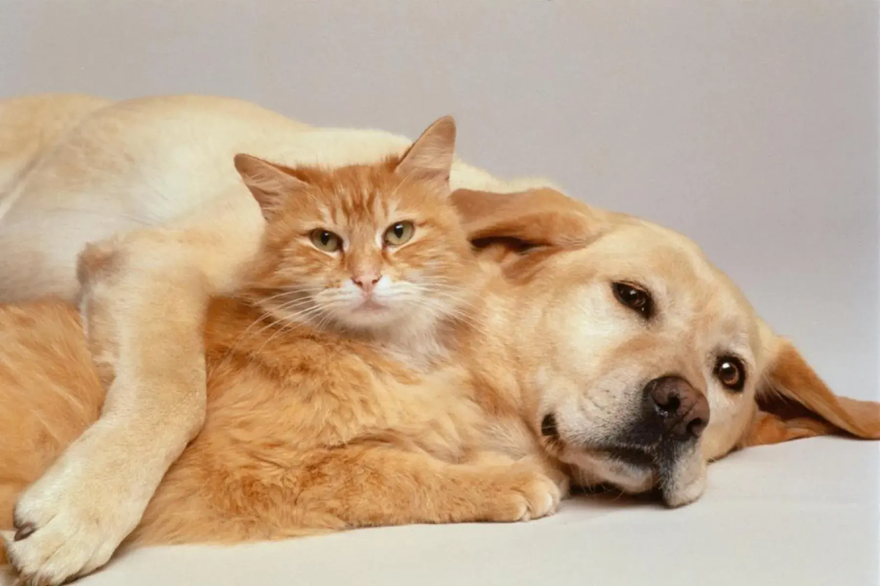 Pet Friendly King Room - single occupancy - Non-Smoking in Bakken Airport XWA Hotel & Studios Pet Friendly King Room - single occupancy - Non-Smoking in Bakken Airport XWA Hotel & Studios