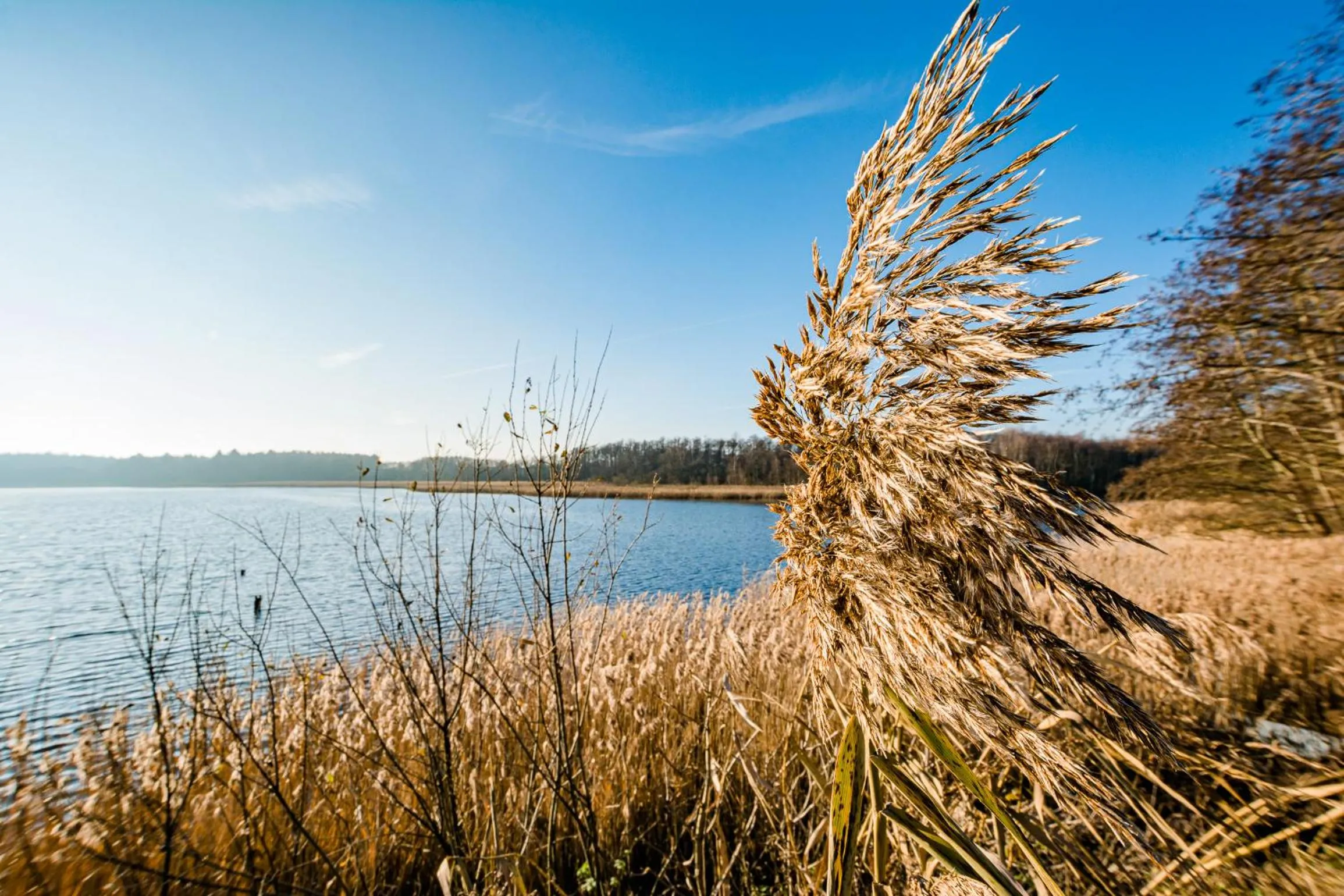 Natural landscape in 5 Sterne Ferienhaus direkt am See mit Sauna-Kamin-Garten