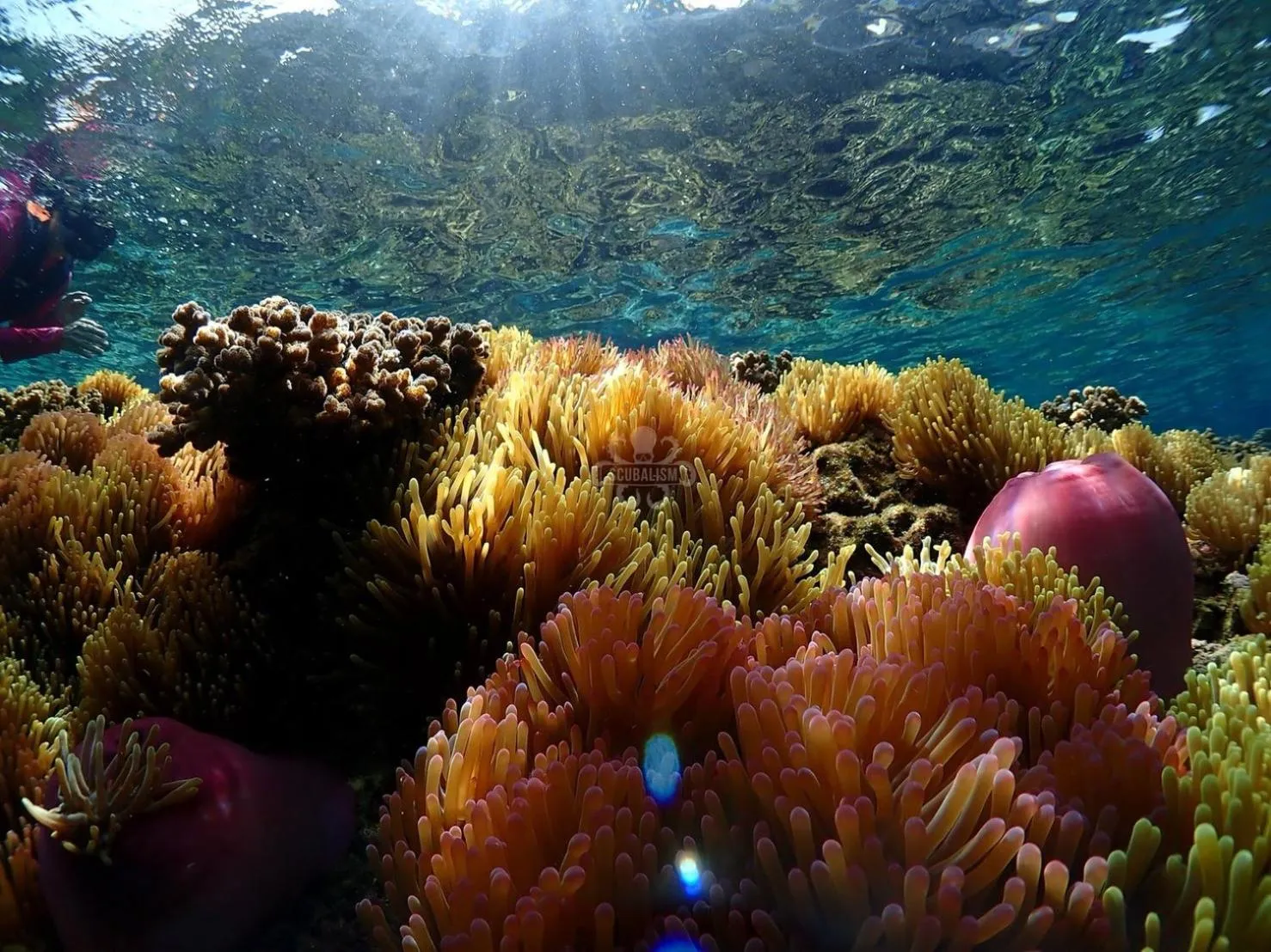 Snorkeling in Suan Bankrut Beach Resort