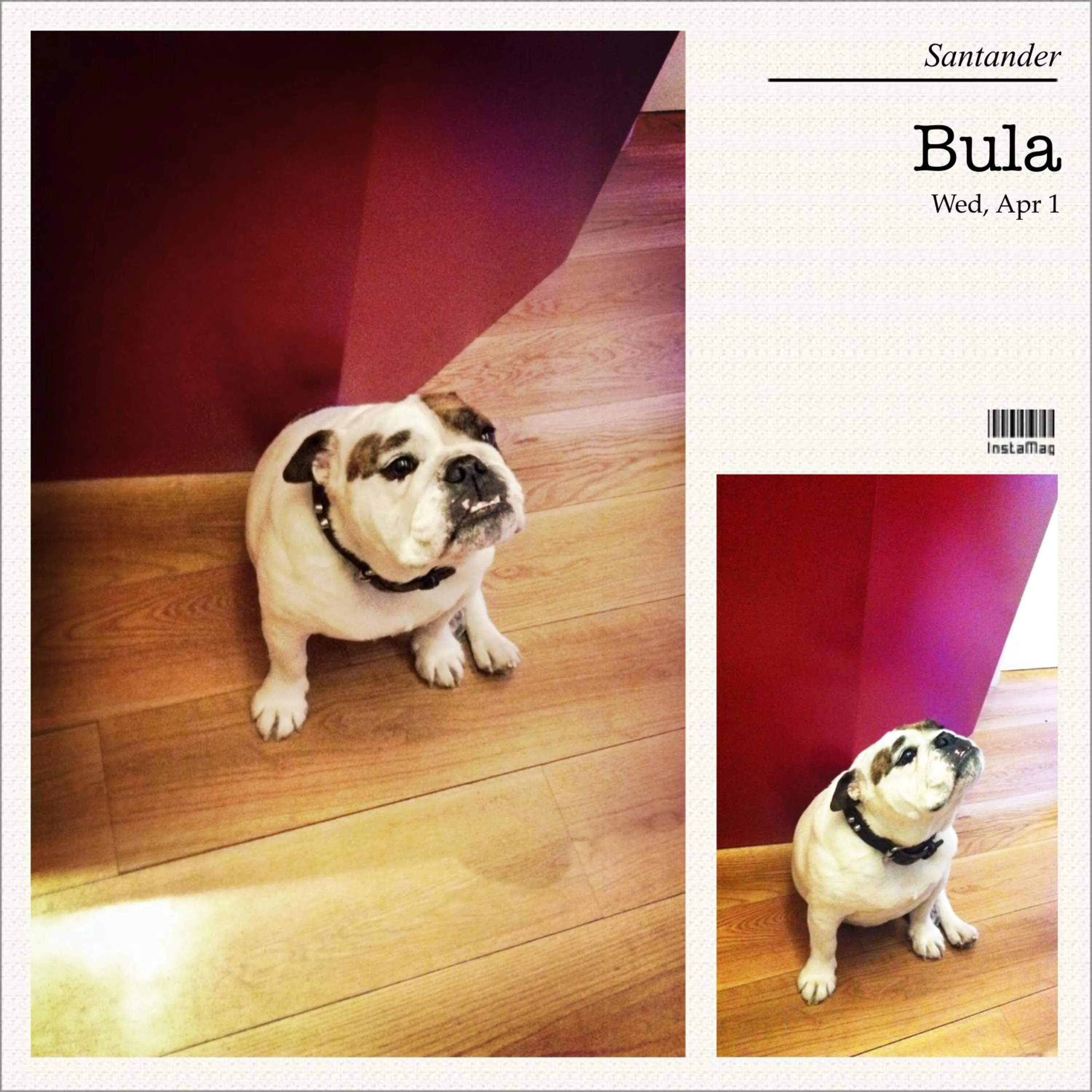 Animals in Hosteria Santander