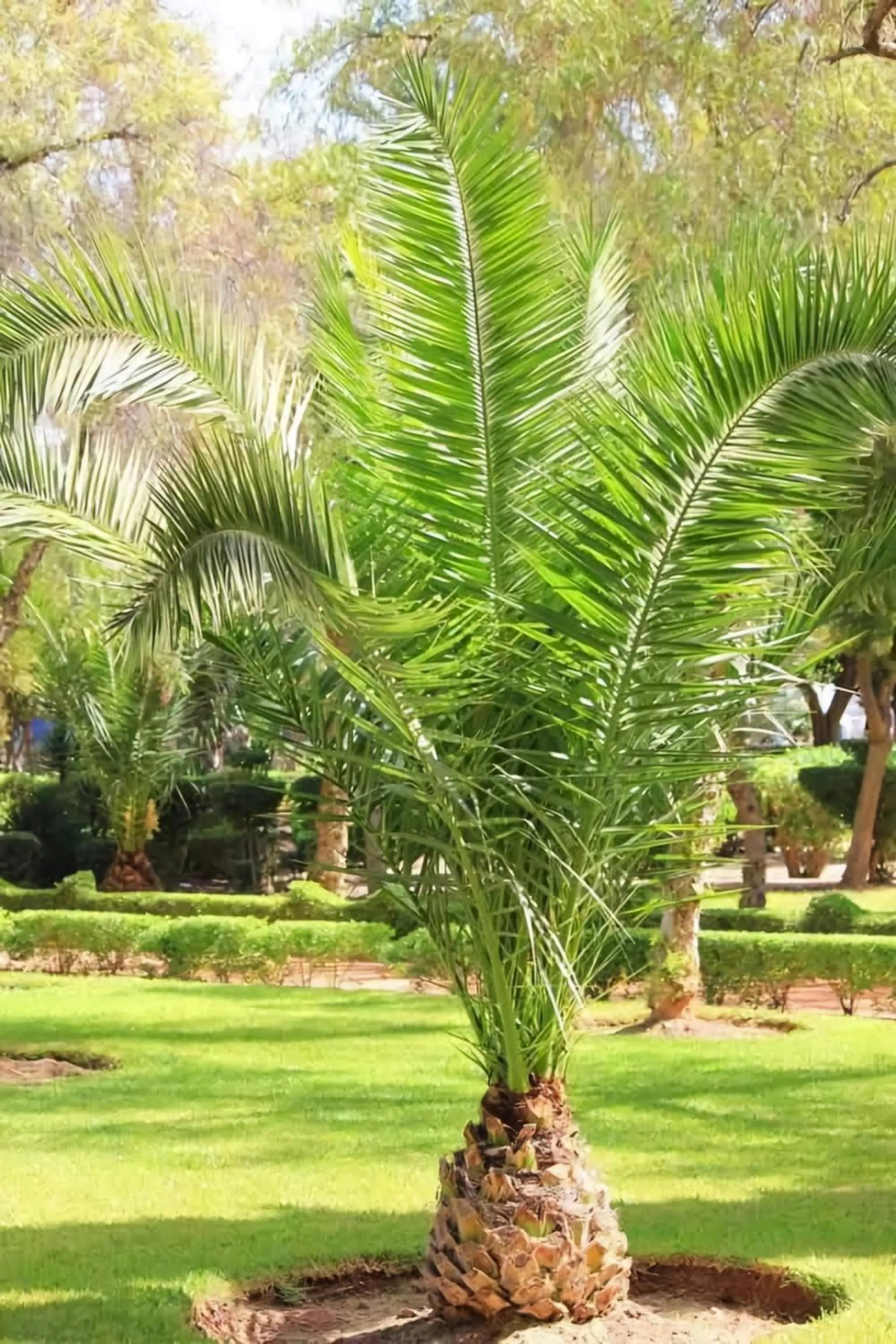 Garden in La Perle de l'Atlas by Golf Resort