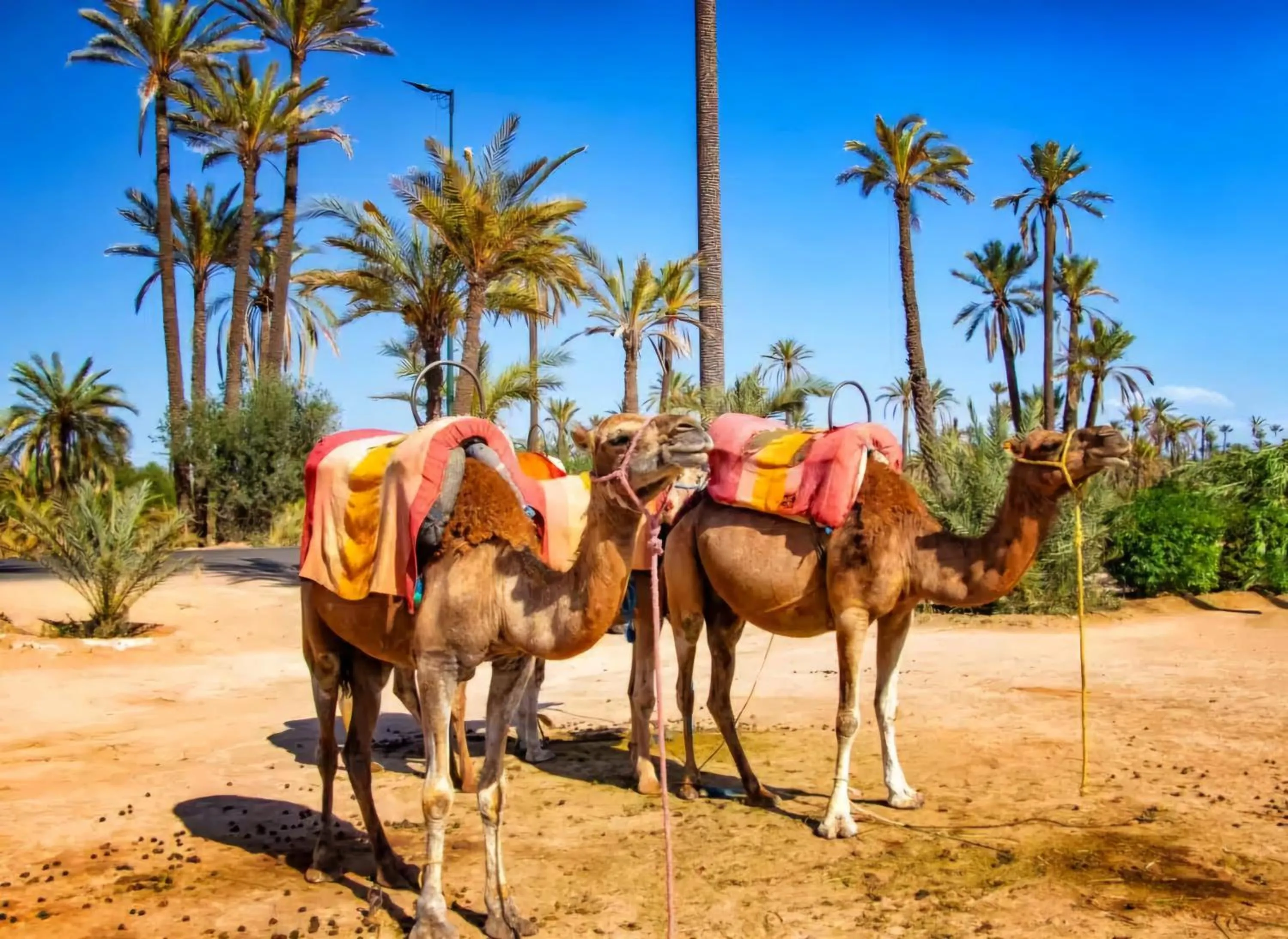Activities in La Perle de l'Atlas by Golf Resort