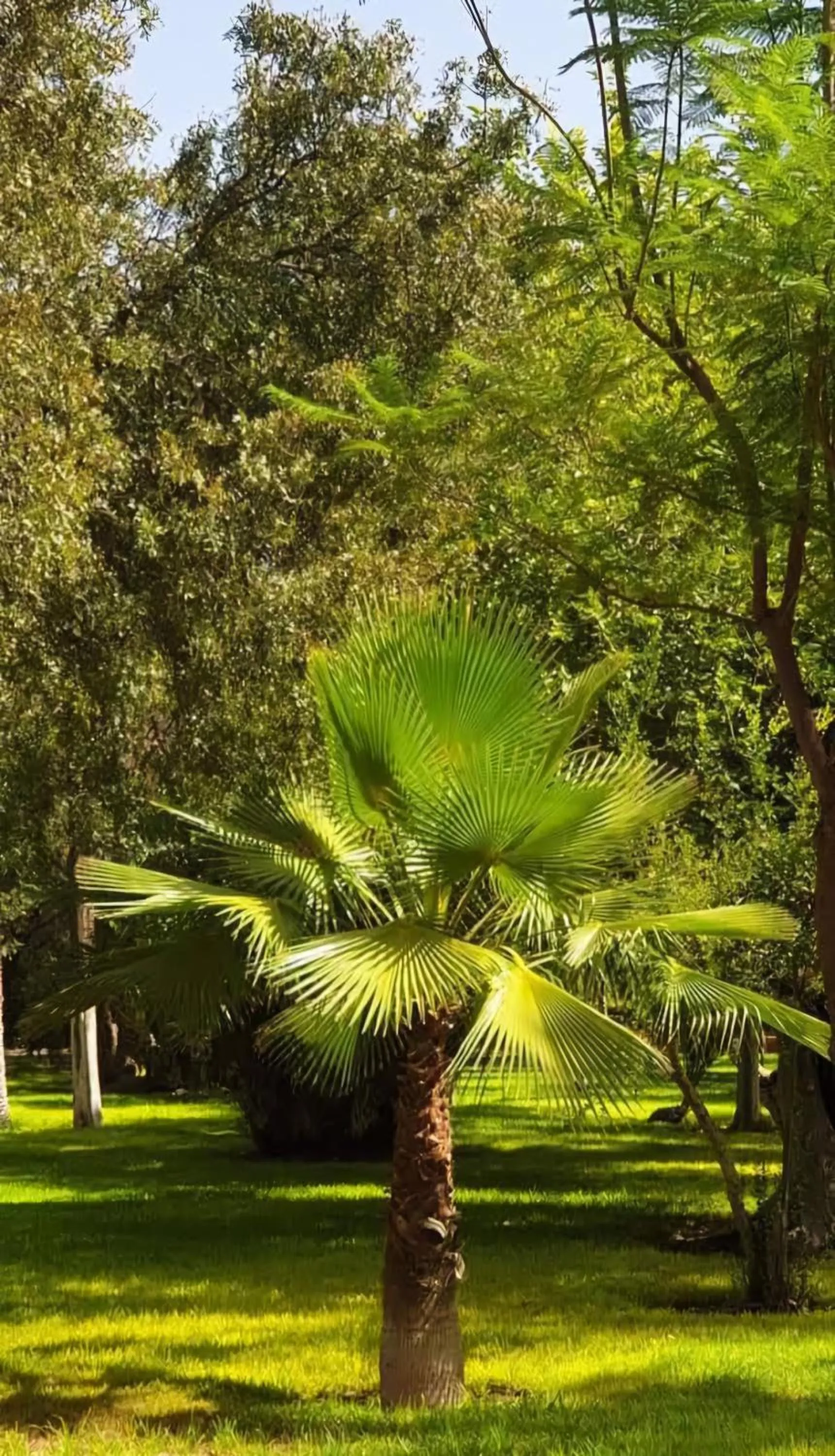 Garden in La Perle de l'Atlas by Golf Resort