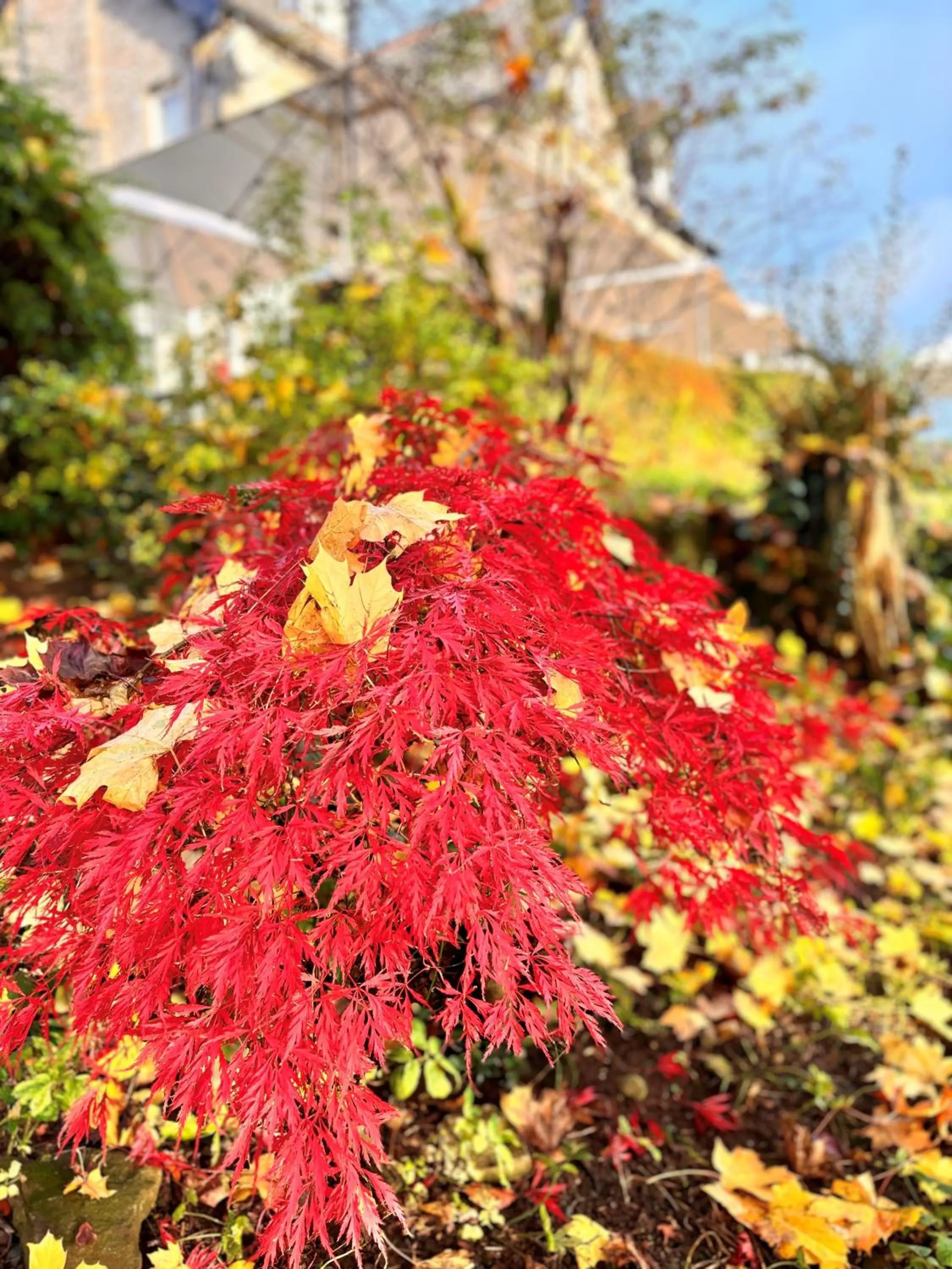Garden in The Gateway Hotel
