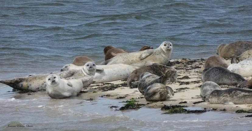 Animals in Relitto Boutique und Aparthotel Borkum