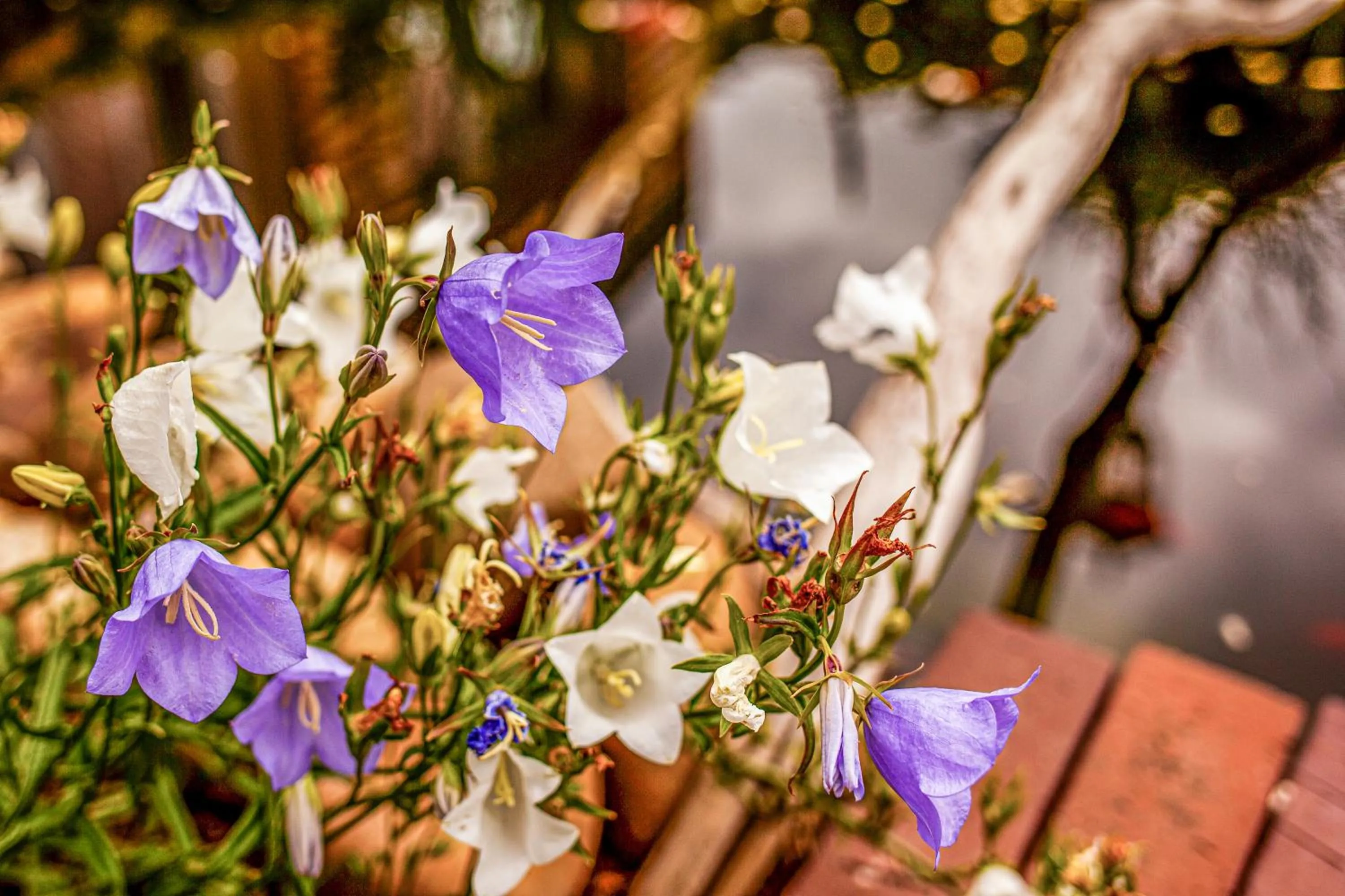 Garden in Relitto Boutique und Aparthotel Borkum