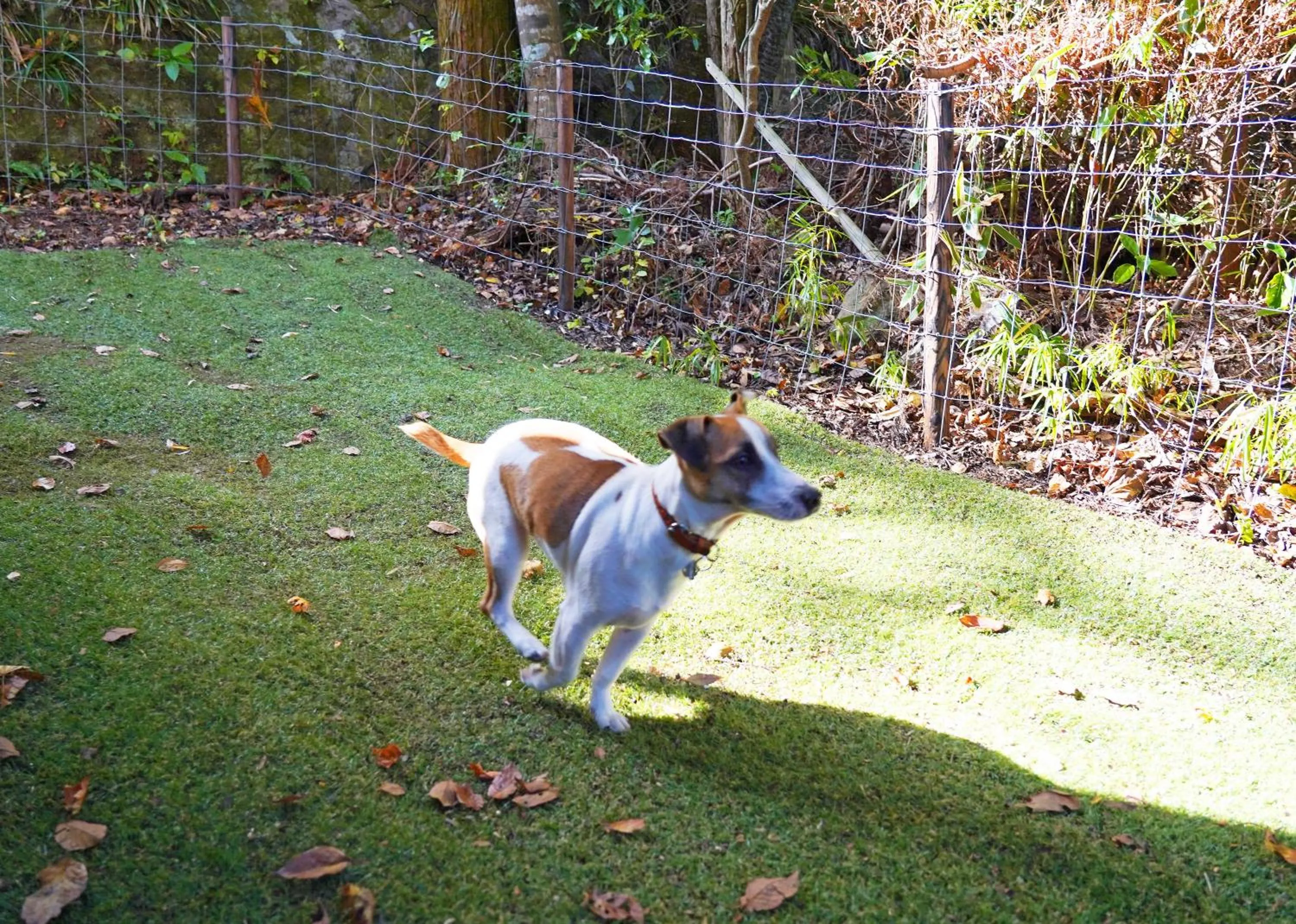 Garden in Villa Liberte Hakone Gora