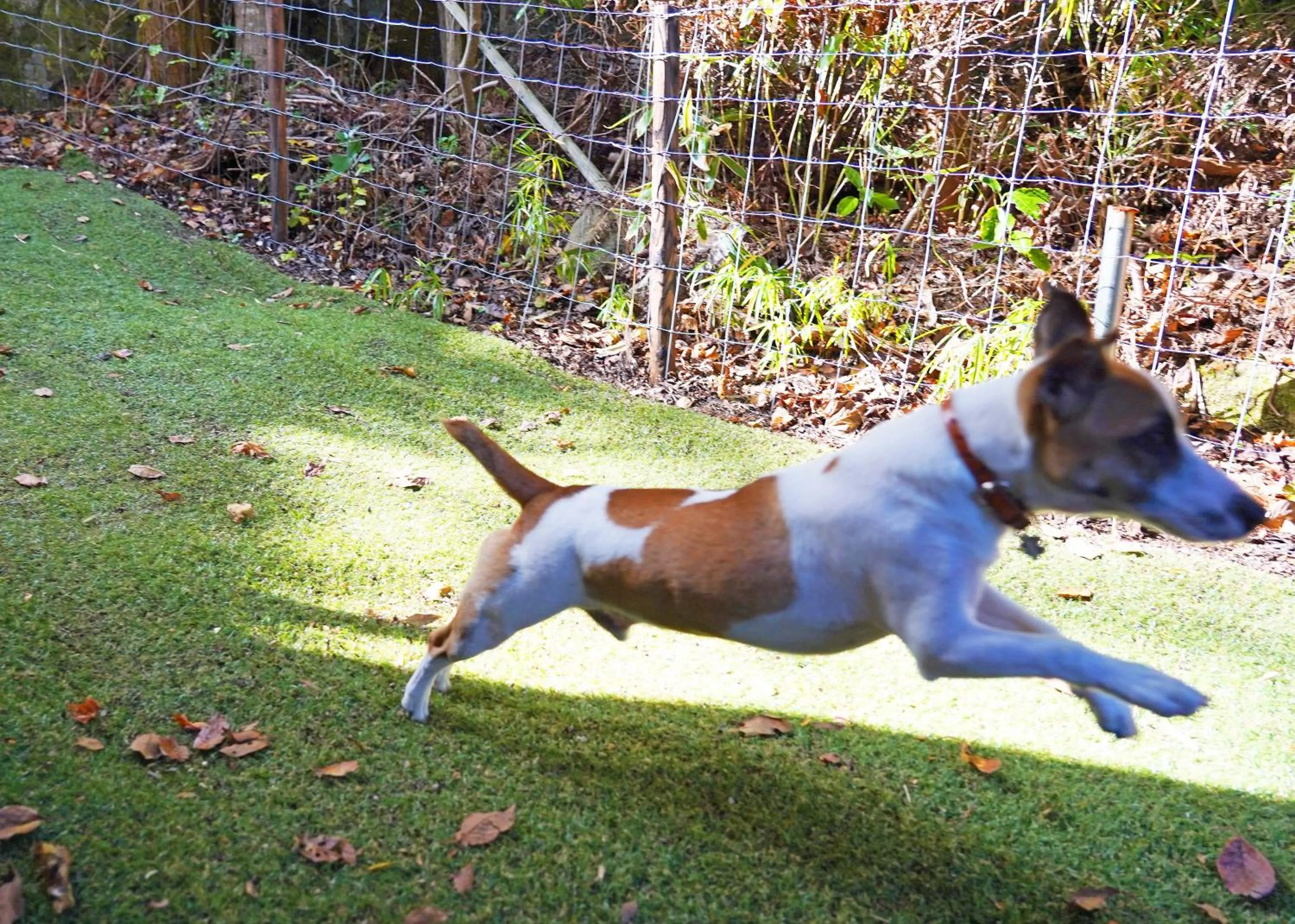 Garden in Villa Liberte Hakone Gora