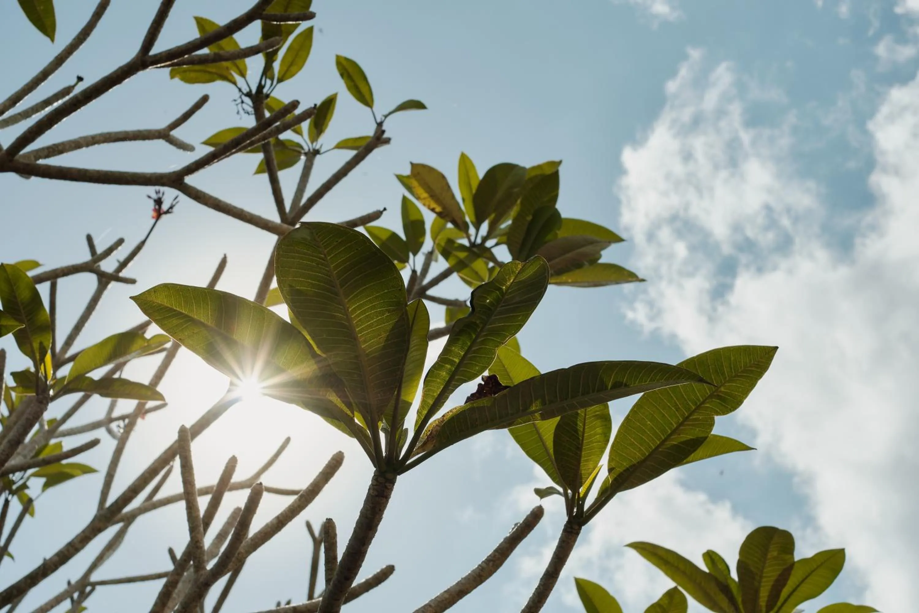 Garden in Villa Wananta