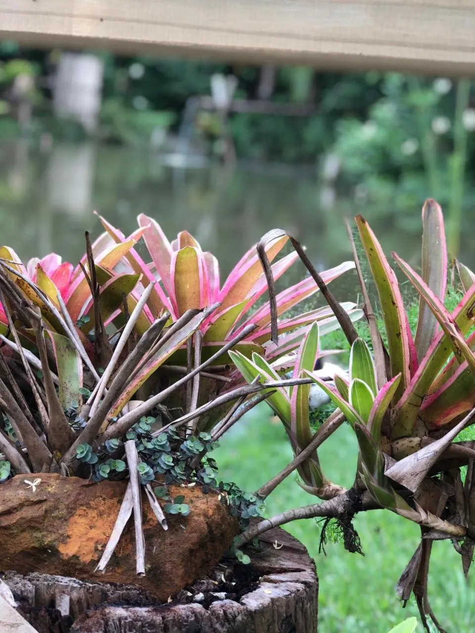 Natural landscape in Pousada Village dos Canyons
