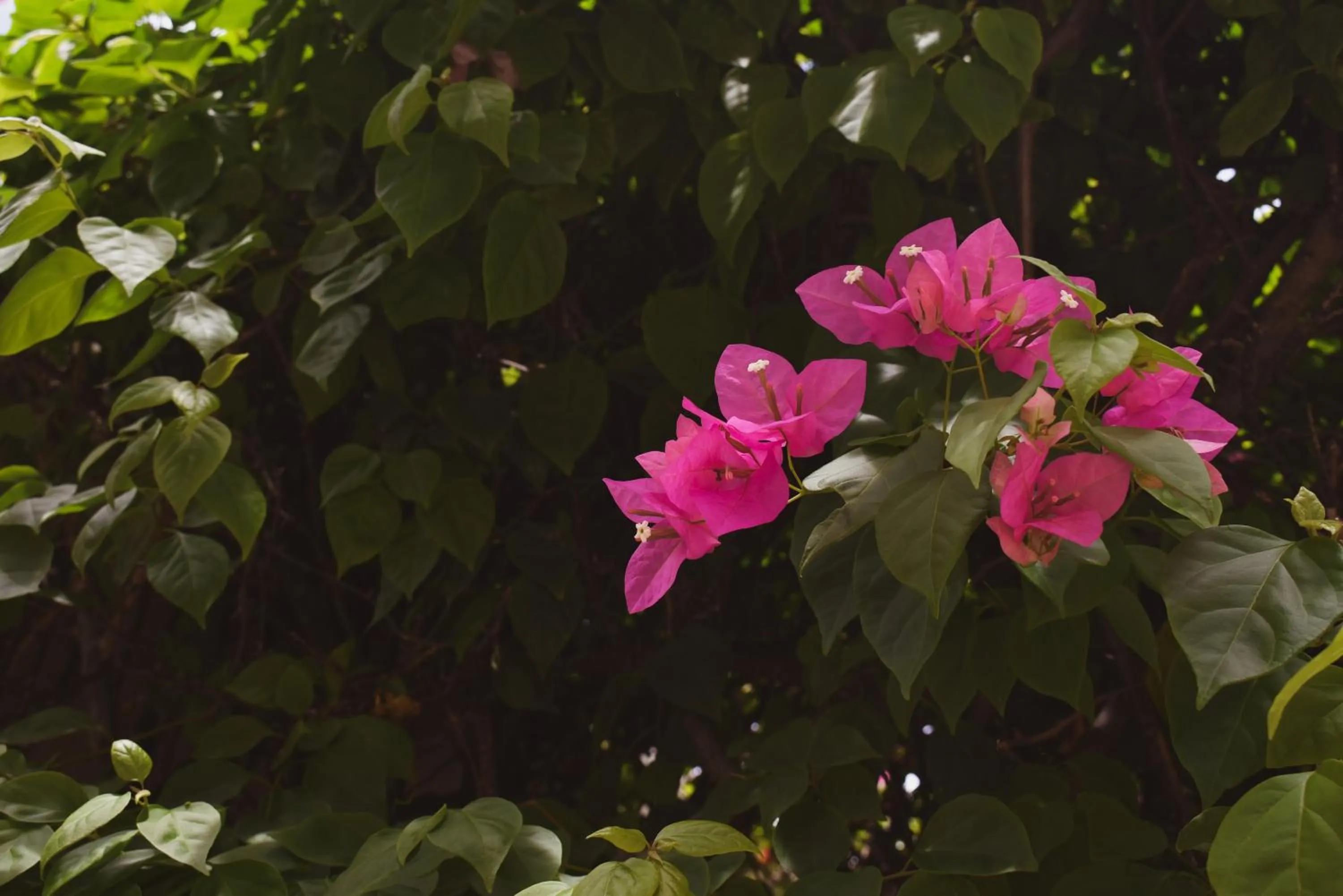 Garden in Hotel Boutique Bugambilias