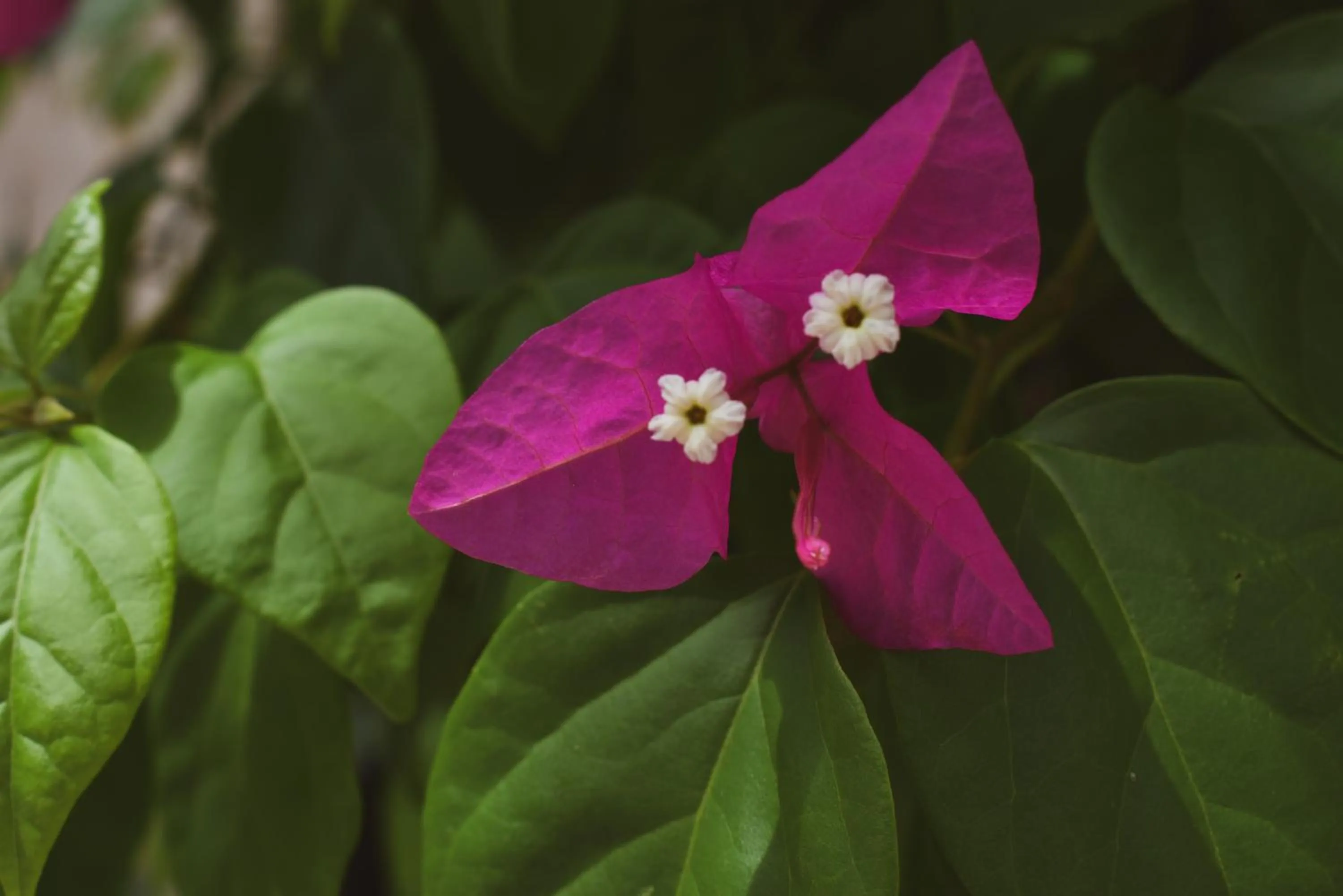 Garden view in Hotel Boutique Bugambilias