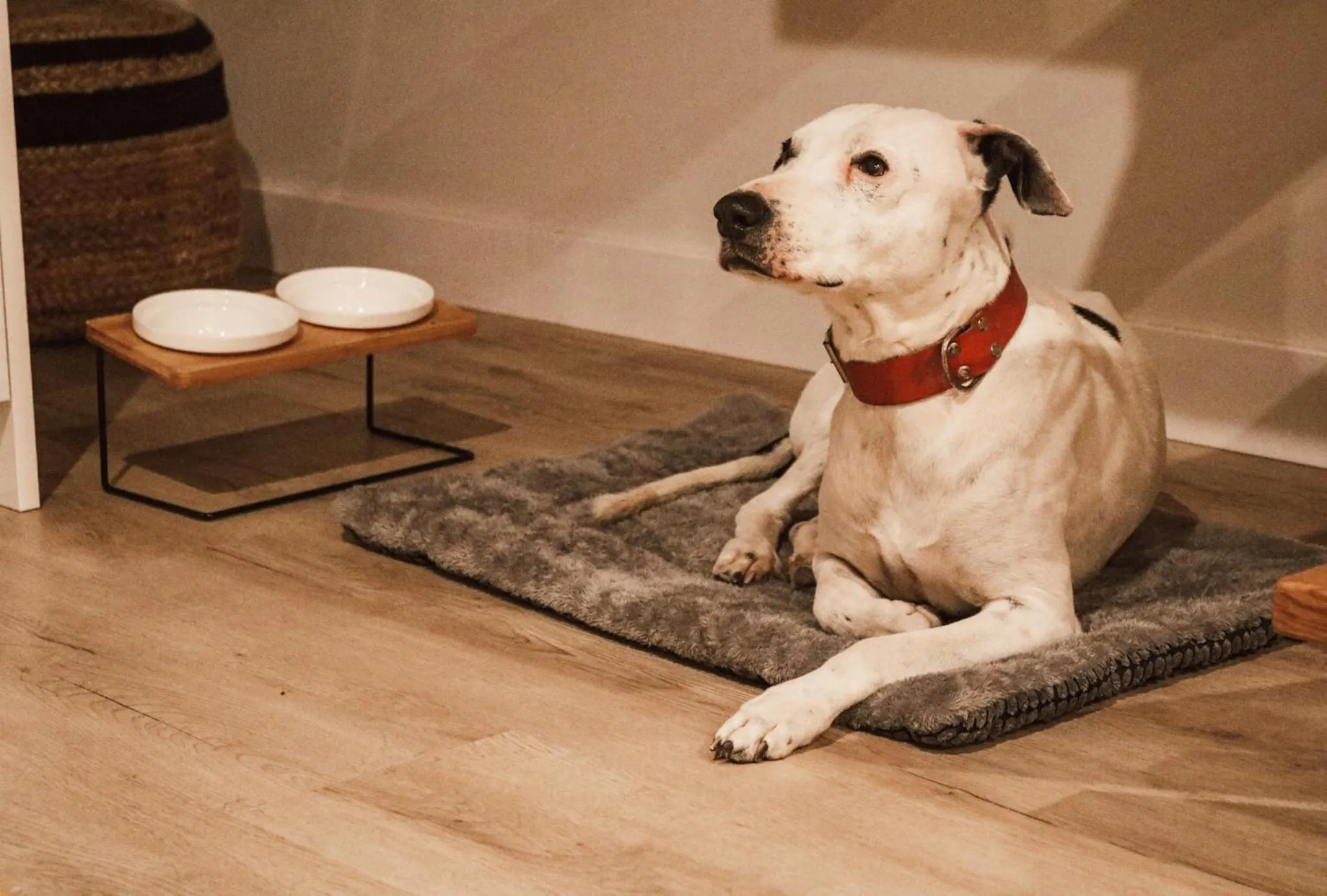 Animals in Apartamentos Málaga Premium - Calle Granada